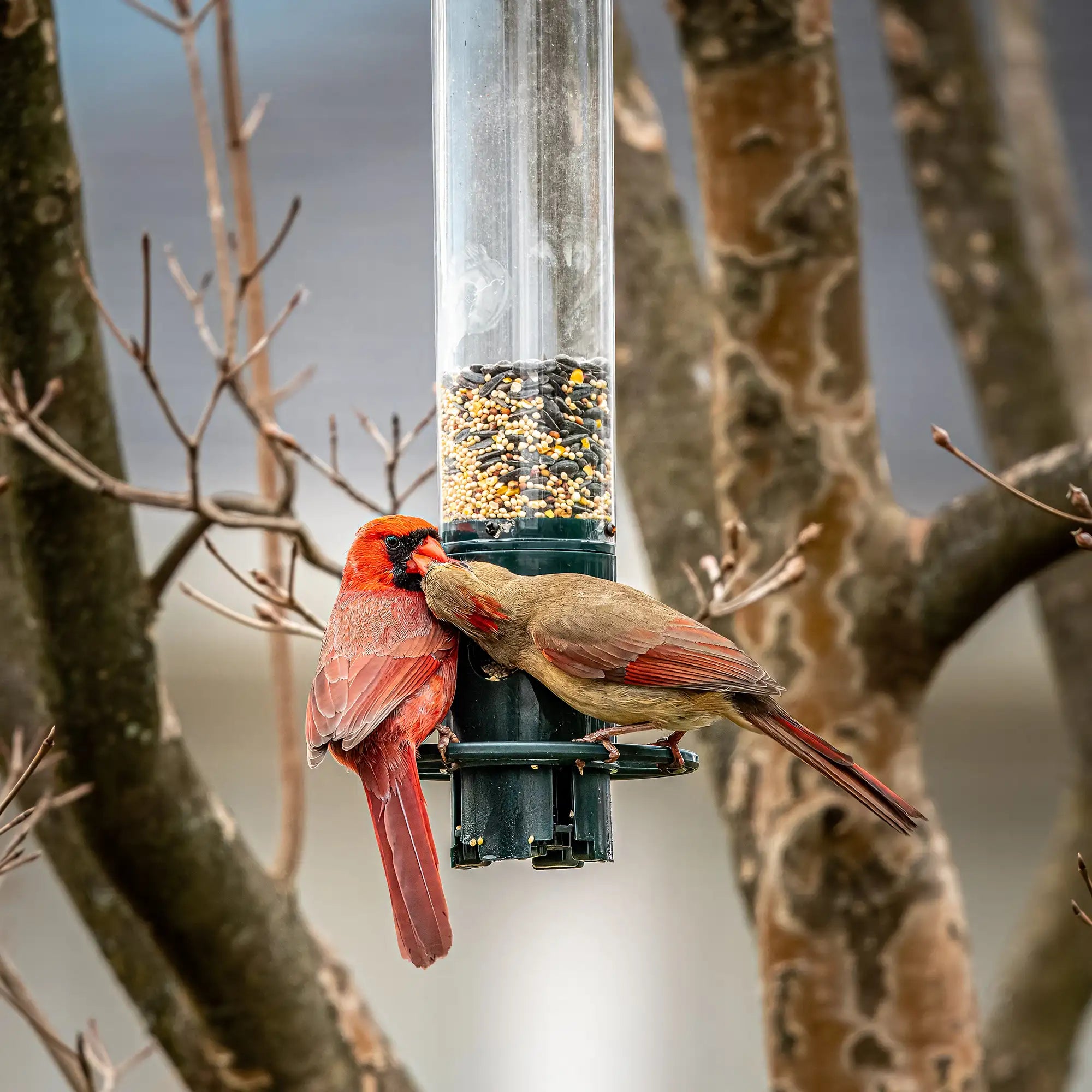 Male and female cardinals on a bird feeder hanging from a tree