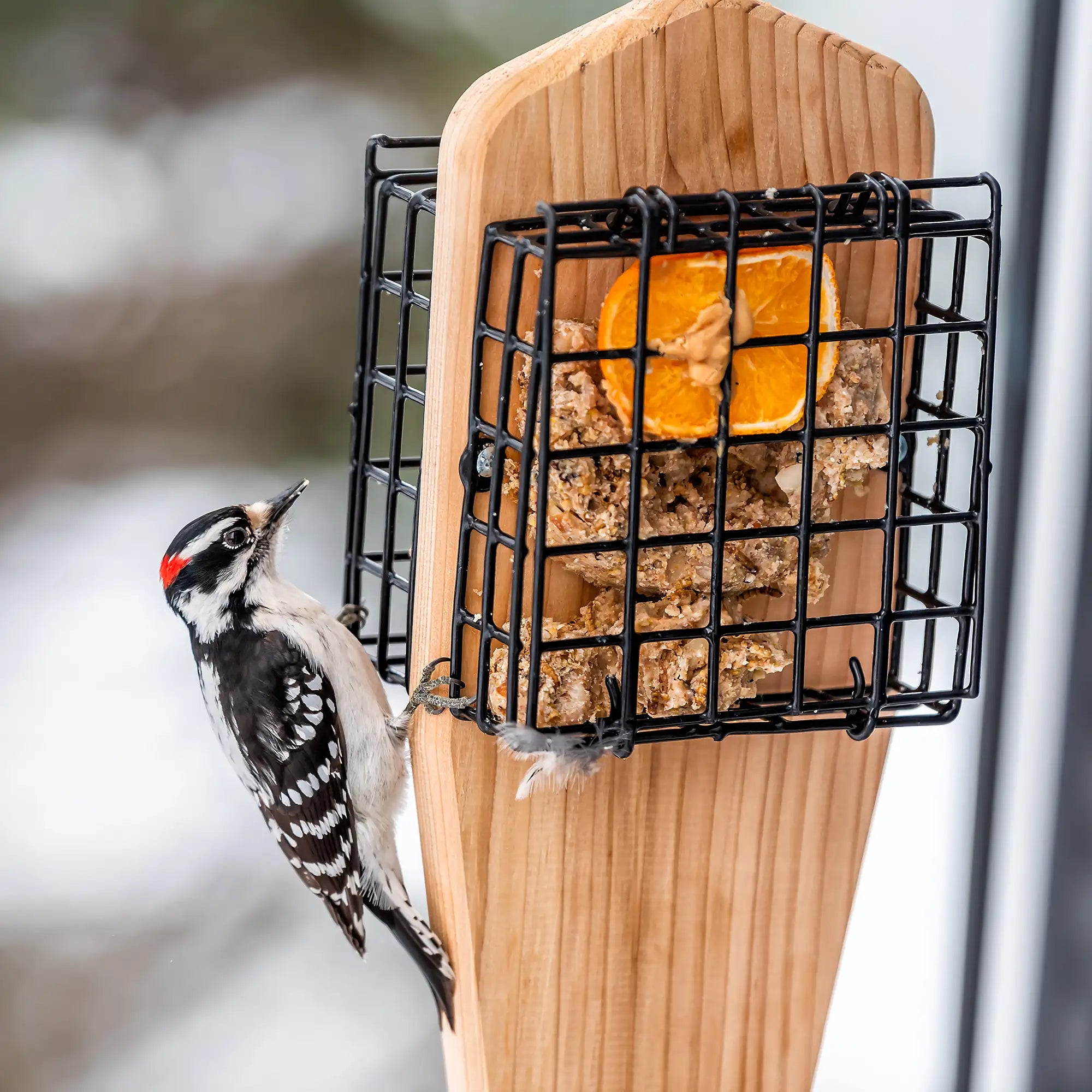 Woodpecker perched on a suet holder filled with suet and orange slice.