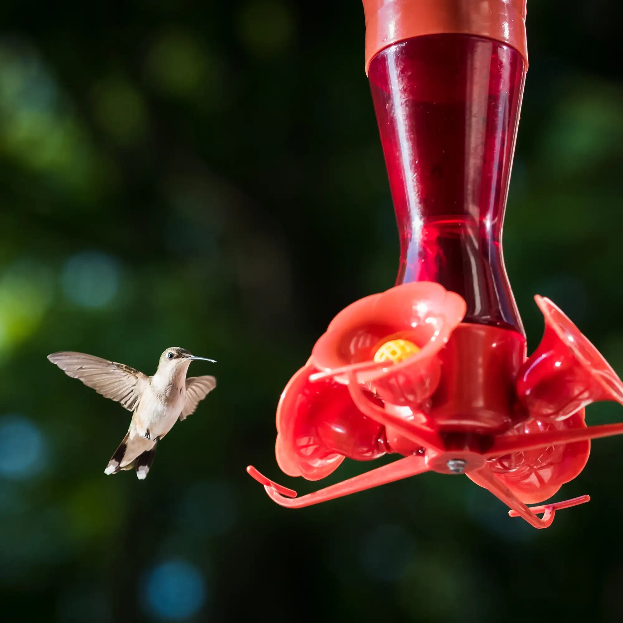 Hummingbird with a red hummingbird feeder against a blurred green background