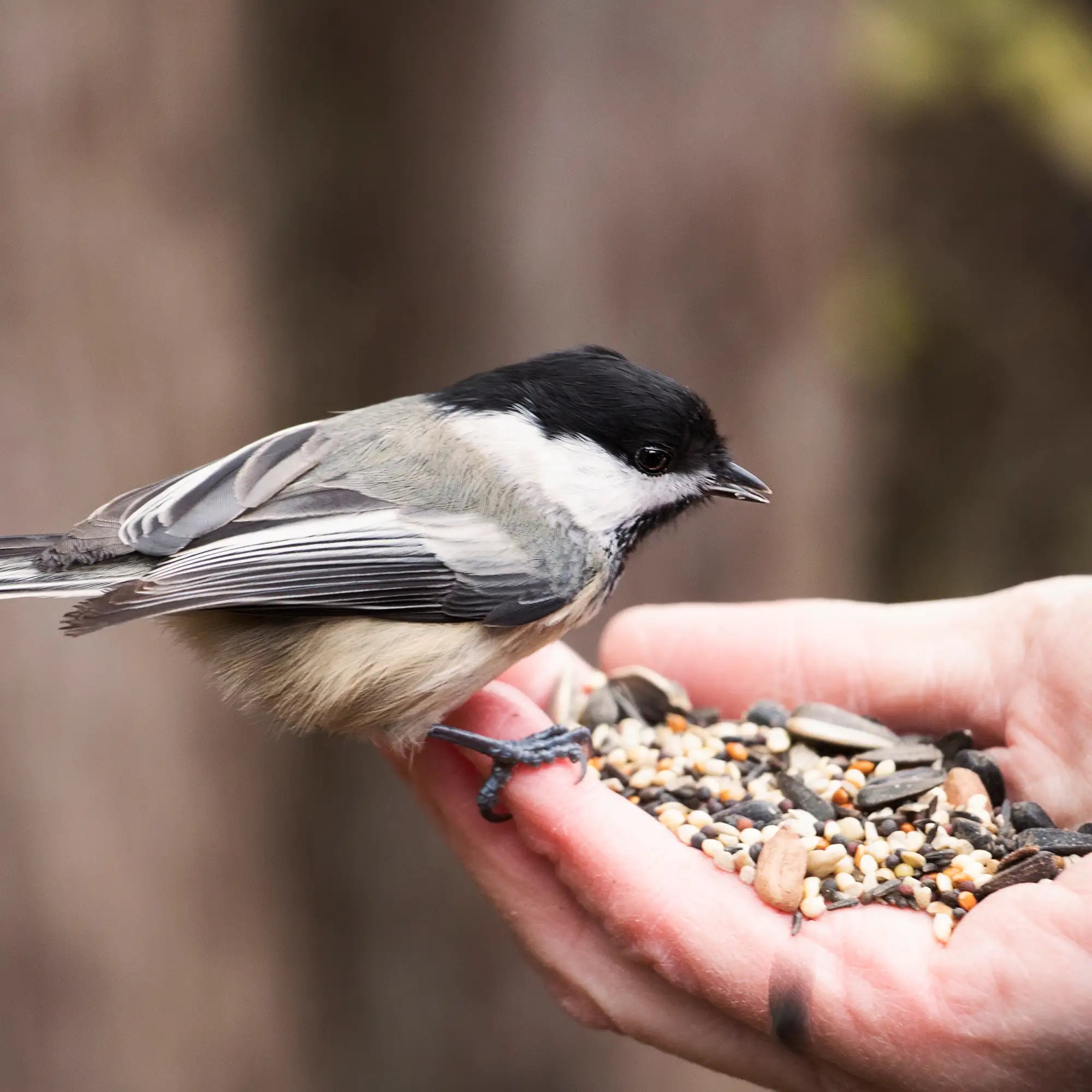 Chickadee perched on a person's hand with birdseed