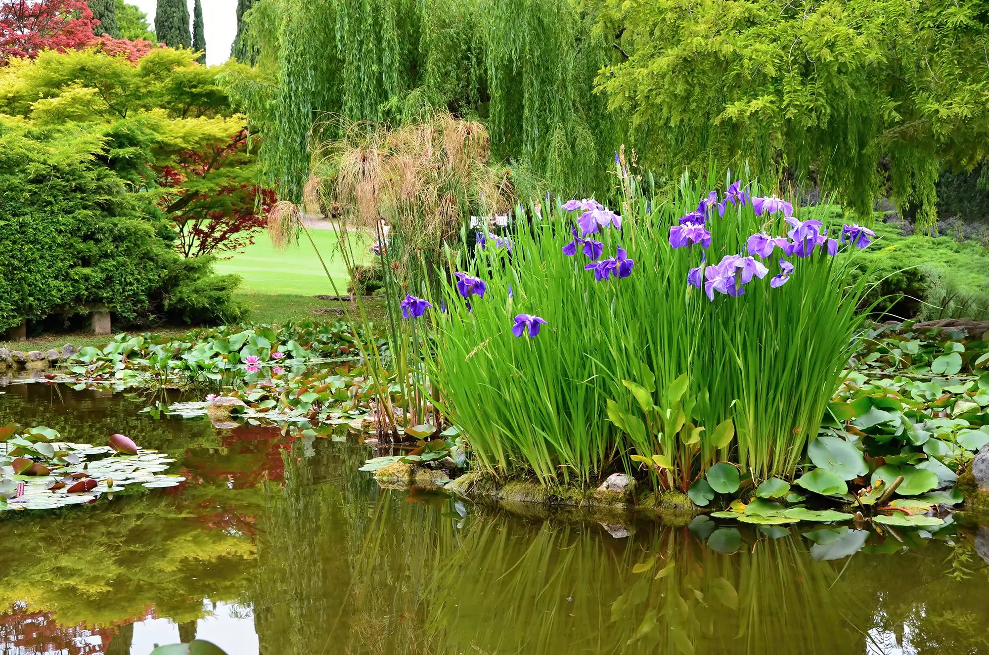 Purple irises on a pond edge and lilies on pond surface with garden in the background