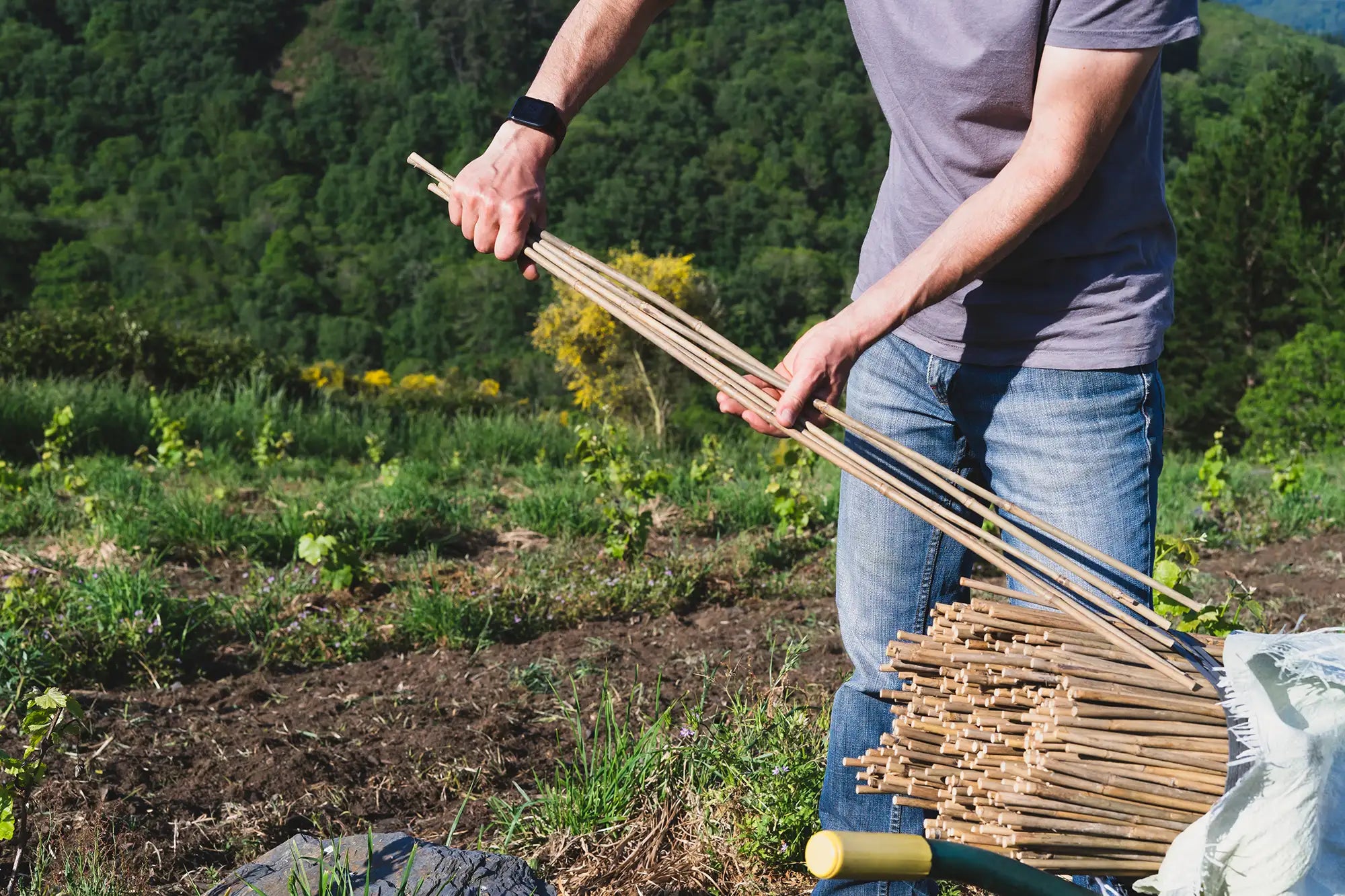 Person holding a bundle of bamboo stakes outdoors in a garden