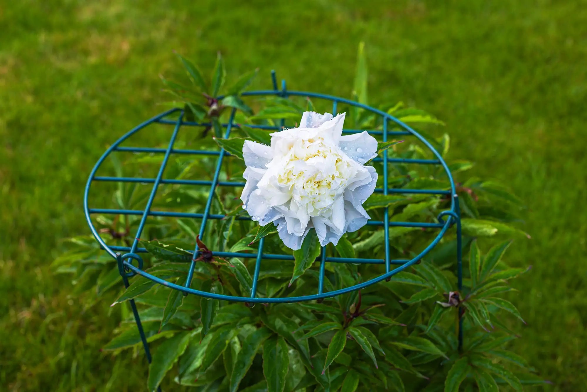 White peony with gridded peony cage against a grassy background