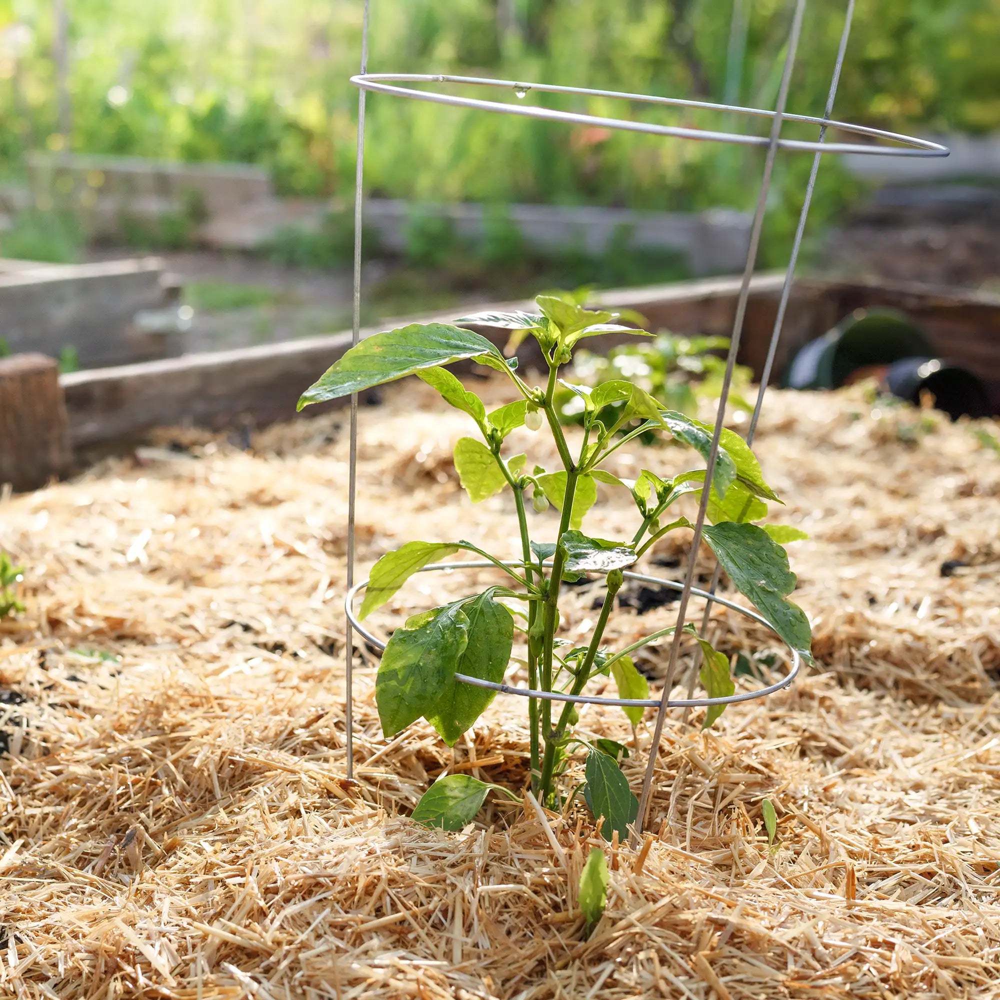 Young pepper plant supported by a metal tomato cage with straw mulch in a garden setting