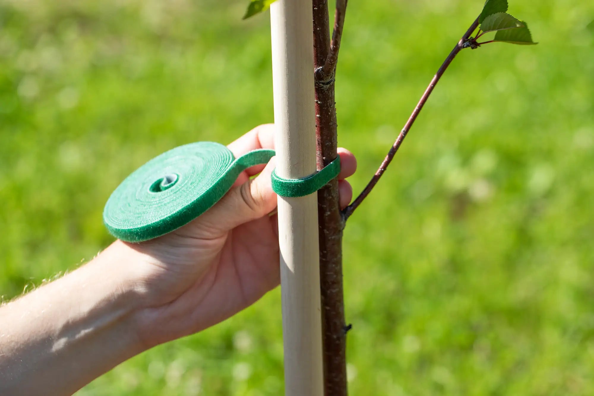 Hand taping trunk to bamboo stake with a roll of velcro plant tie.