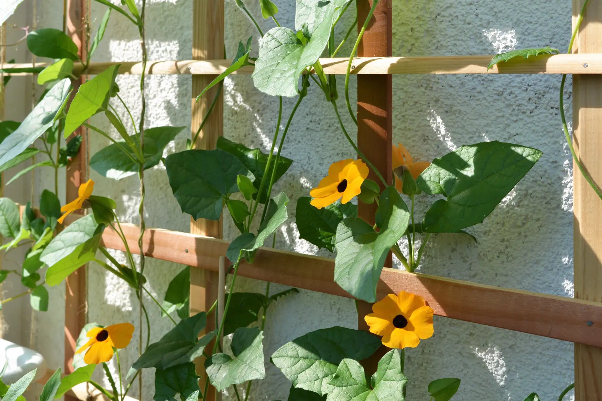 Black-eyed Susan vine growing on a wooden trellis against a textured wall.
