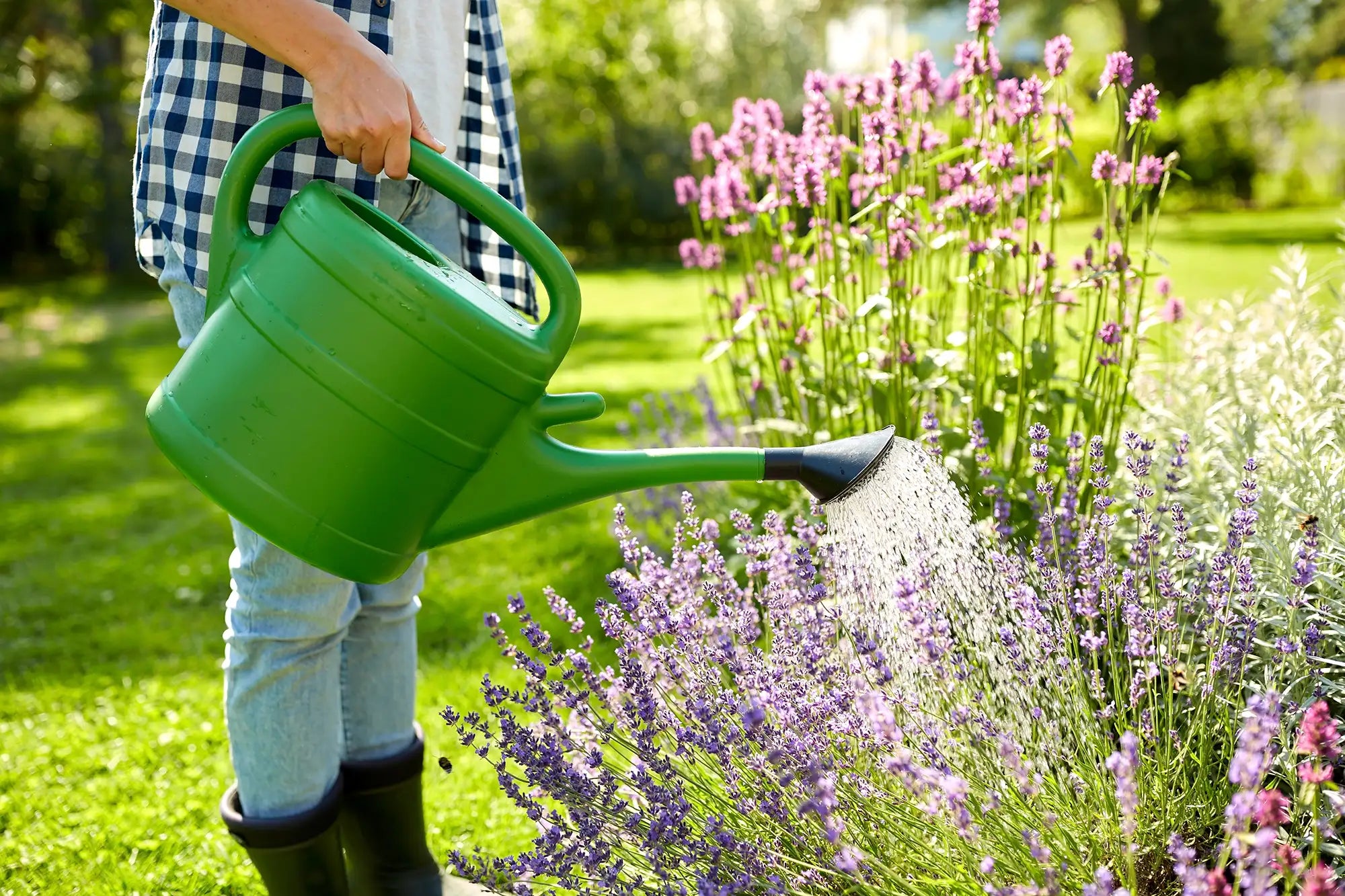 Person watering lavender plants with a green watering can in a garden.