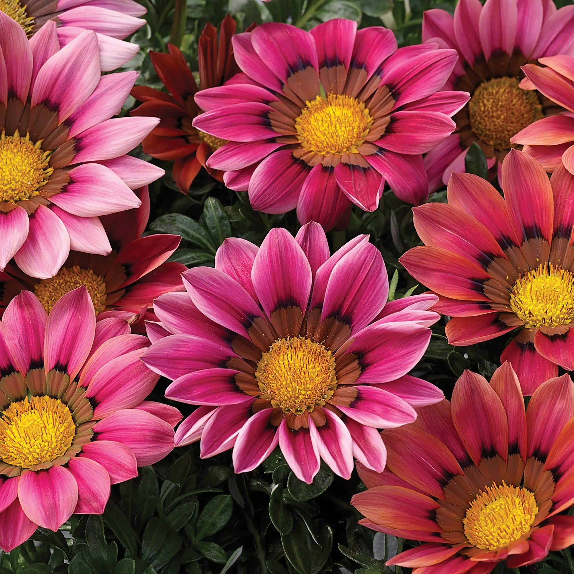 Gazania 'Kiss™ Rose'