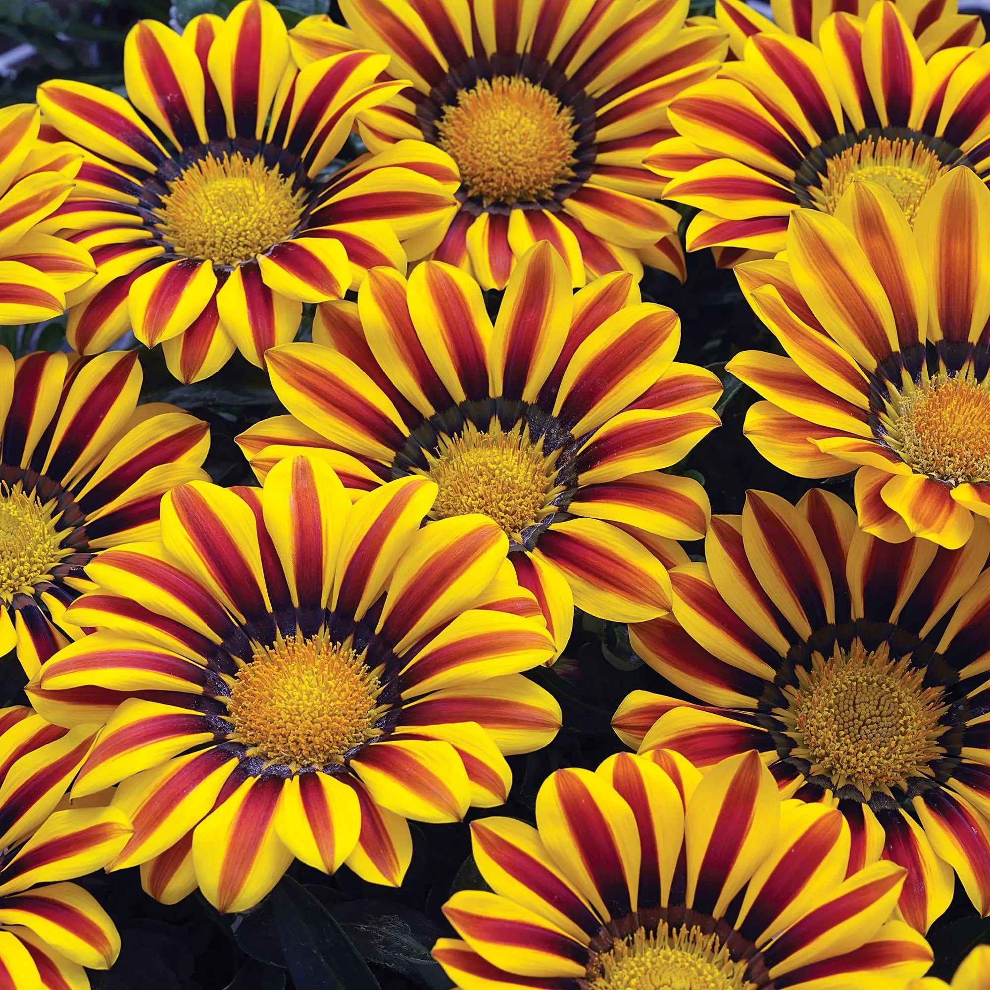 Gazania 'Kiss™ Yellow Flame'