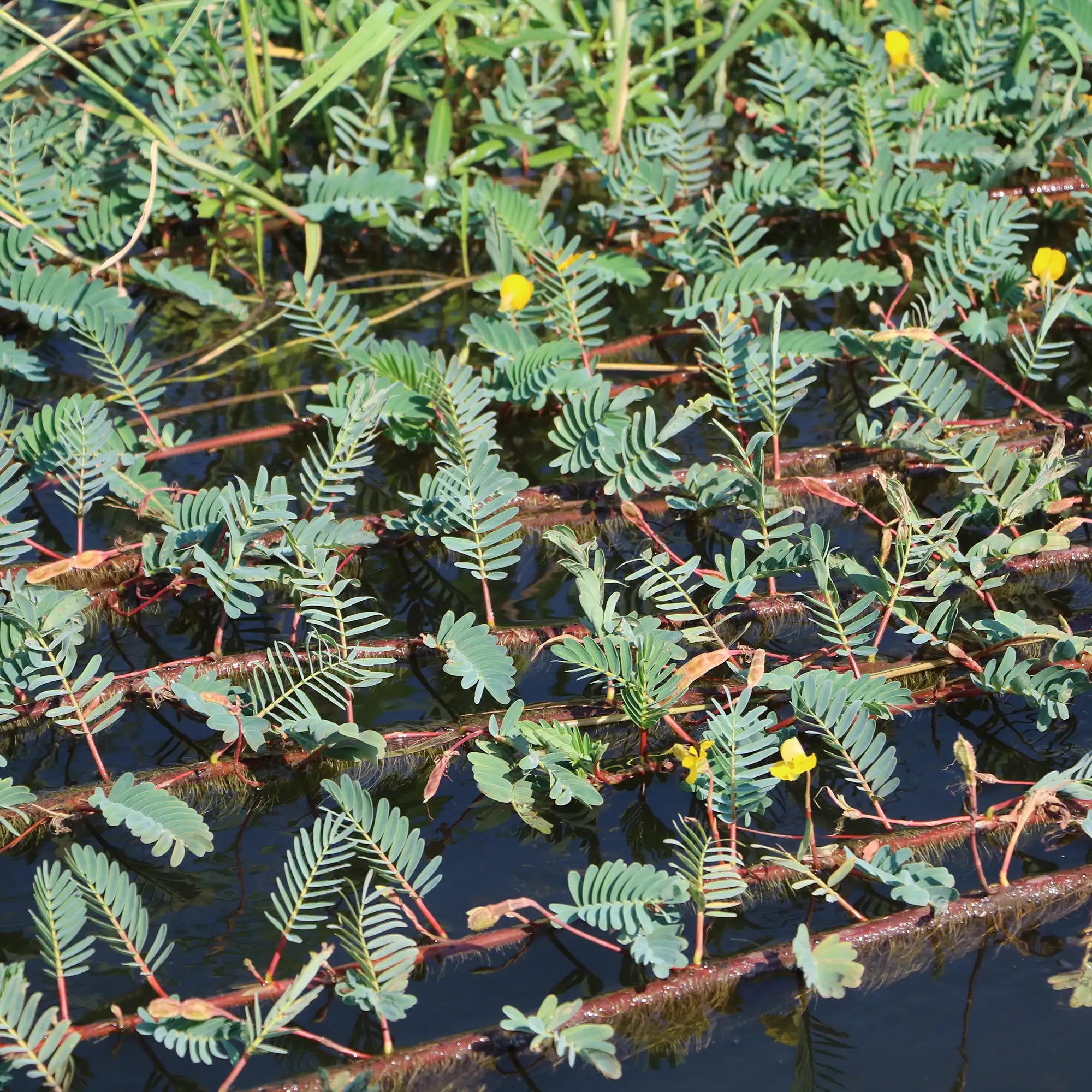 Giant Water Sensative Plant in a pond with yellow flowers