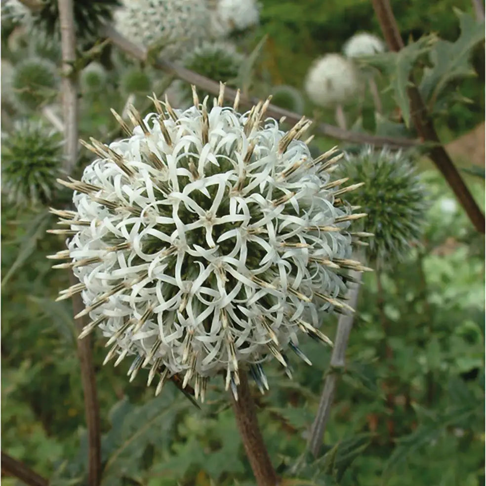 Globe Thistle 'Arctic Glow'