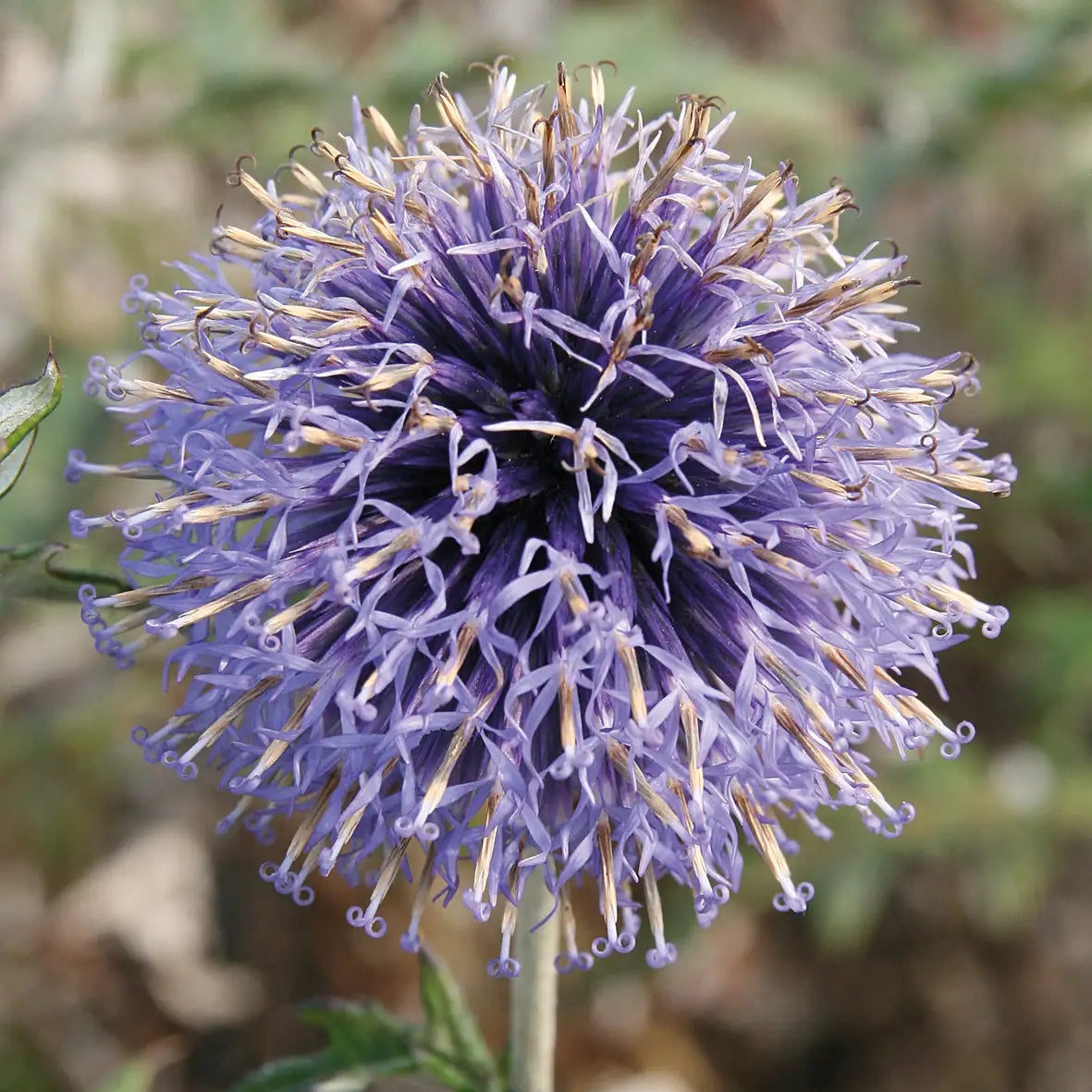 Globe Thistle 'Veitch's Blue'