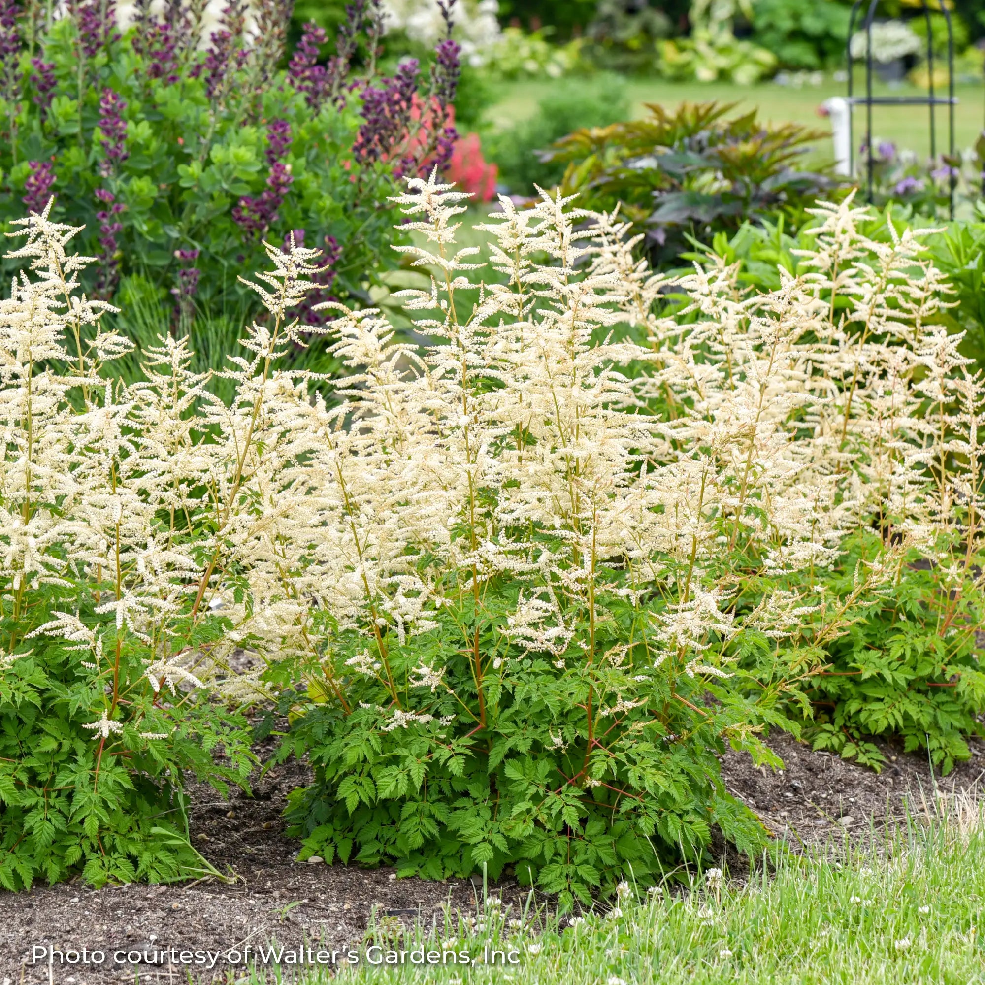 Goat's Beard 'Goatee'