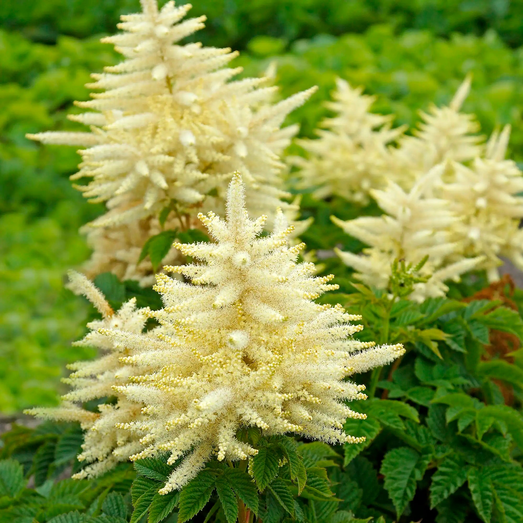 Close-up of White Goat's Beard in a garden.