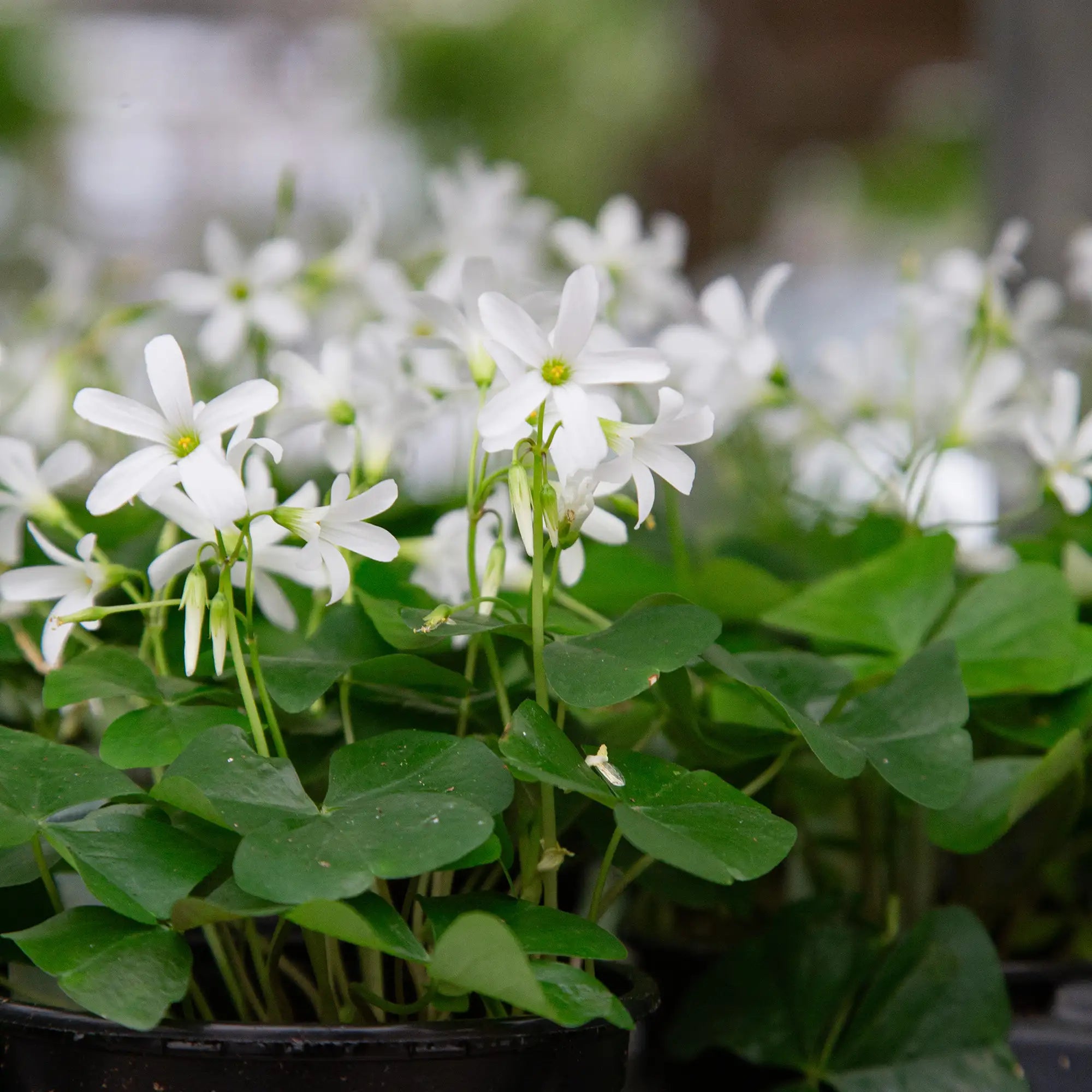 Shamrocks