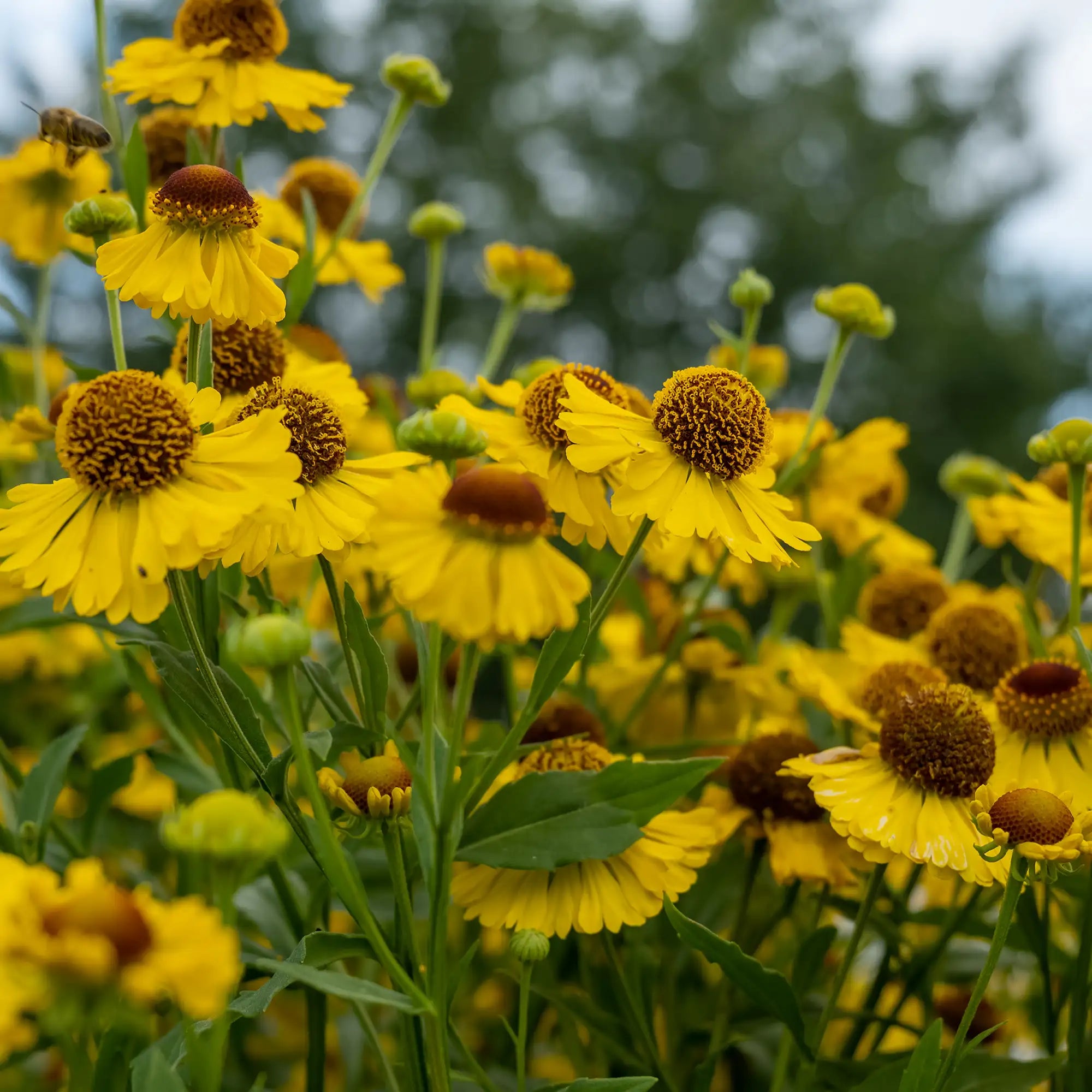 Sneezeweed Common