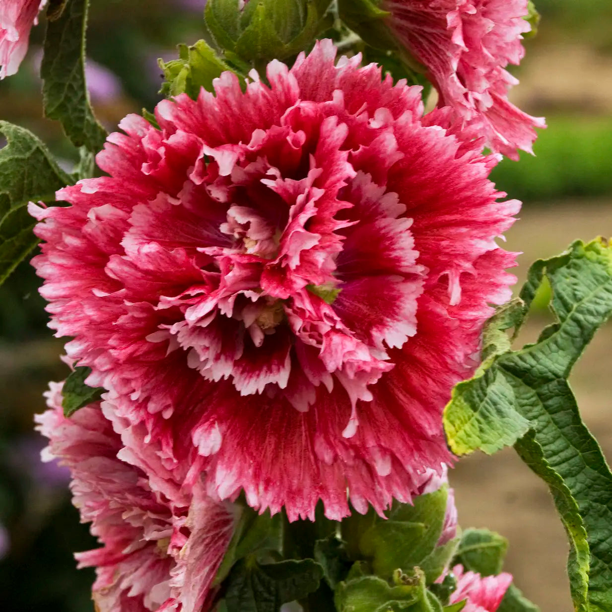 Hollyhock 'Fiesta Time'