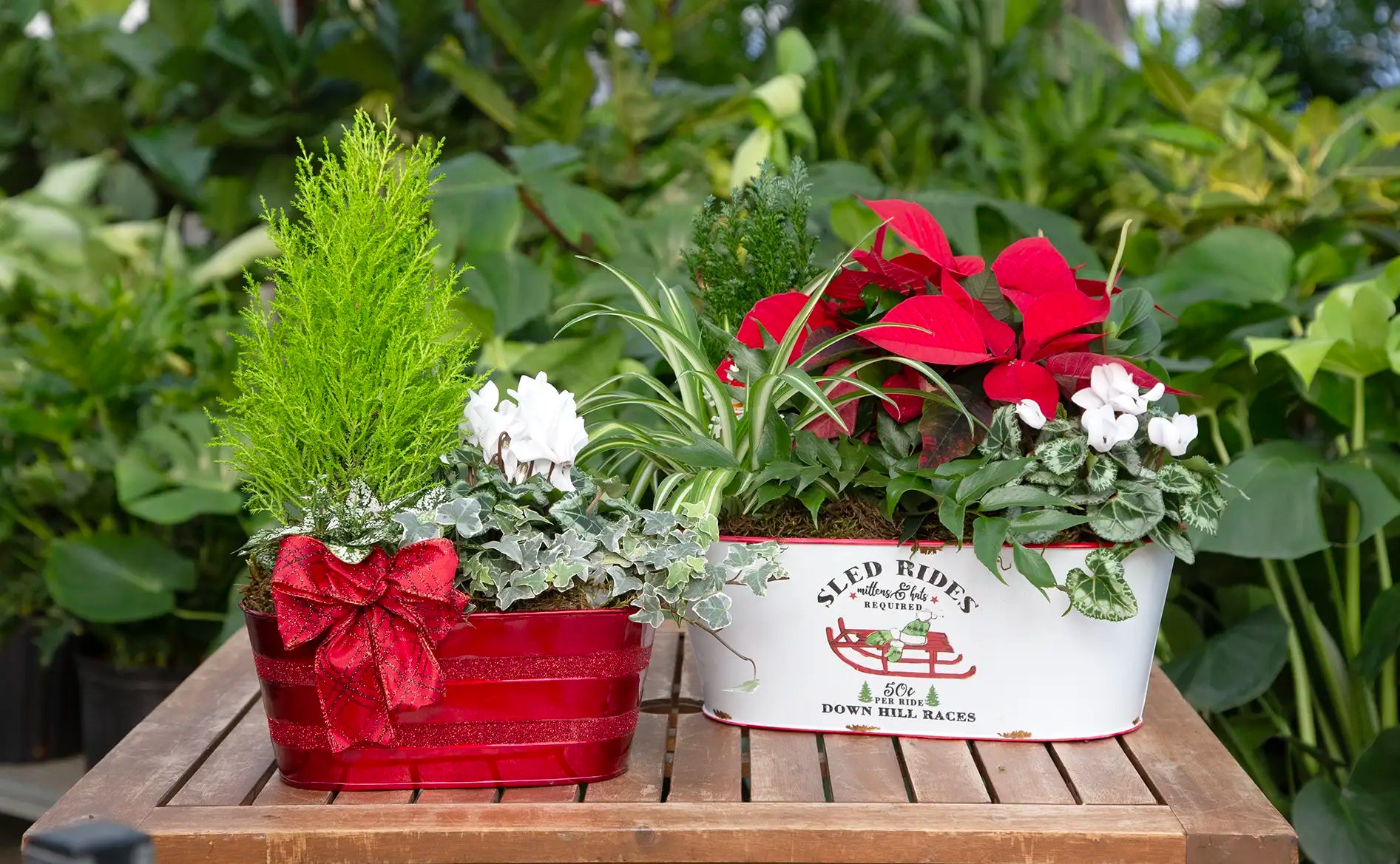 Red poinsettia and white cyclamen arrangements in two metal tins