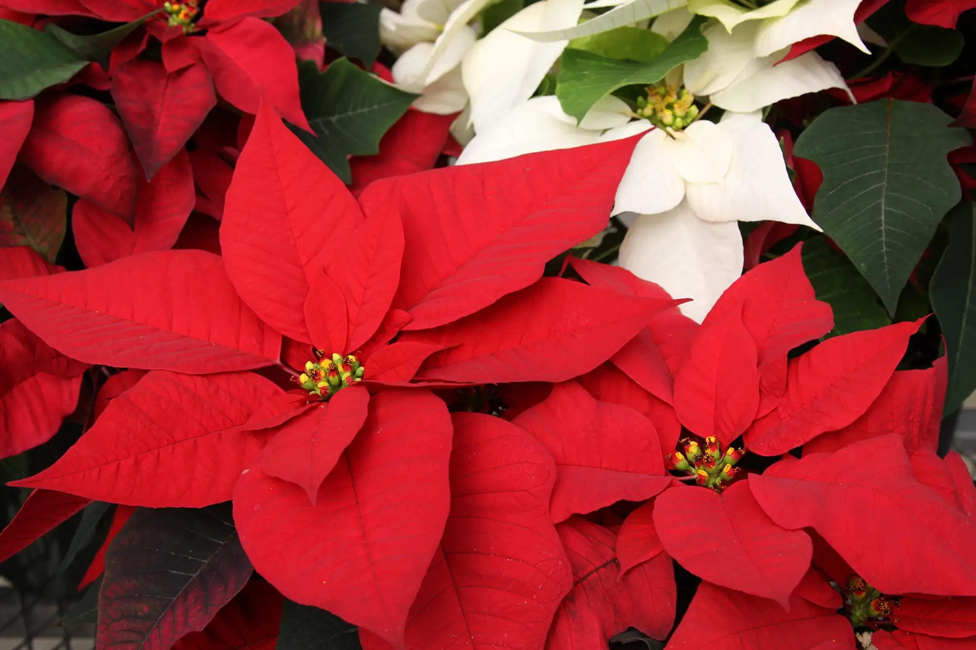 Close-up of red and white poinsettias with green leaves.