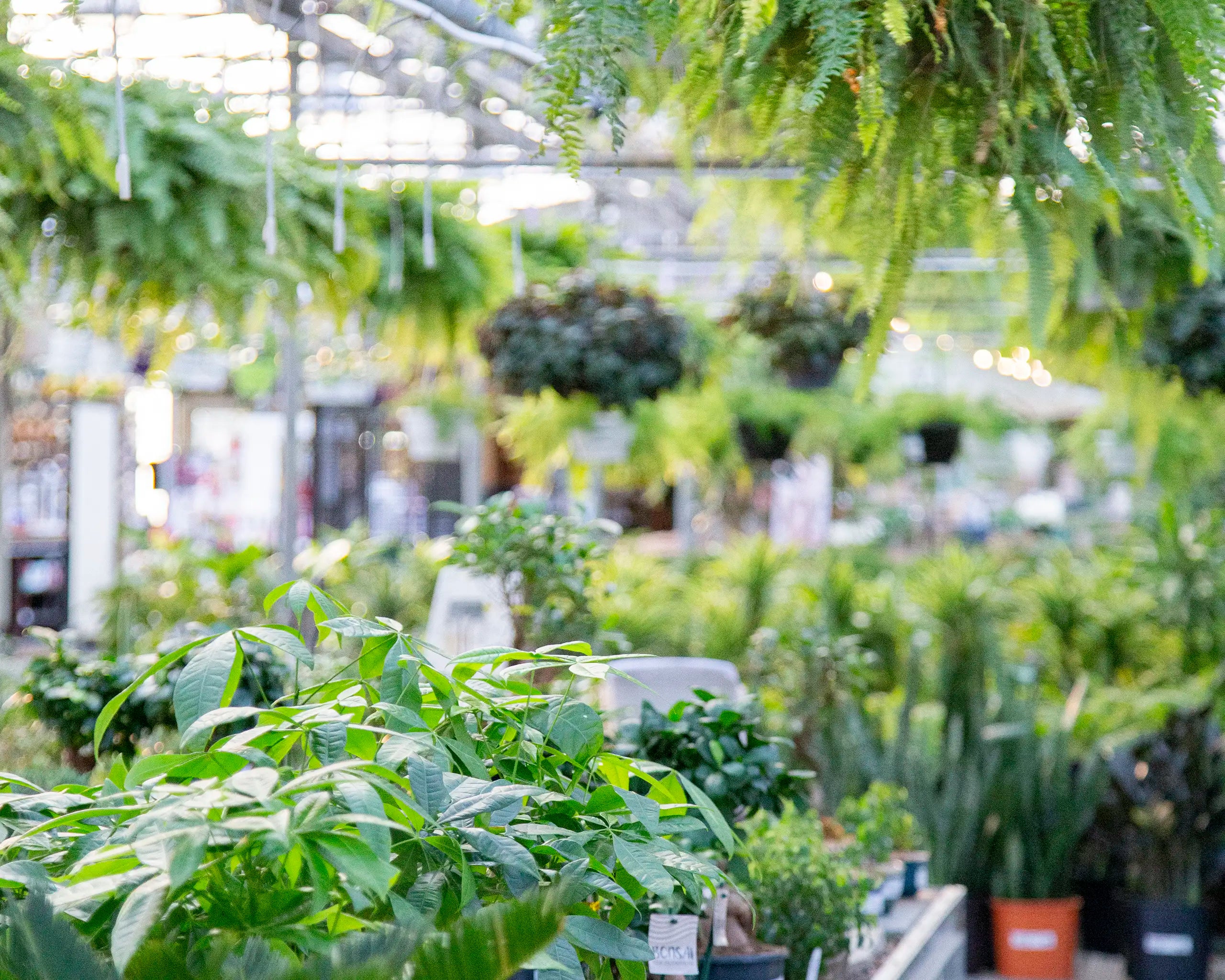 Table of indoor houseplants including money trees and sago palm under hanging Boston ferns in lush tropical greenhouse.