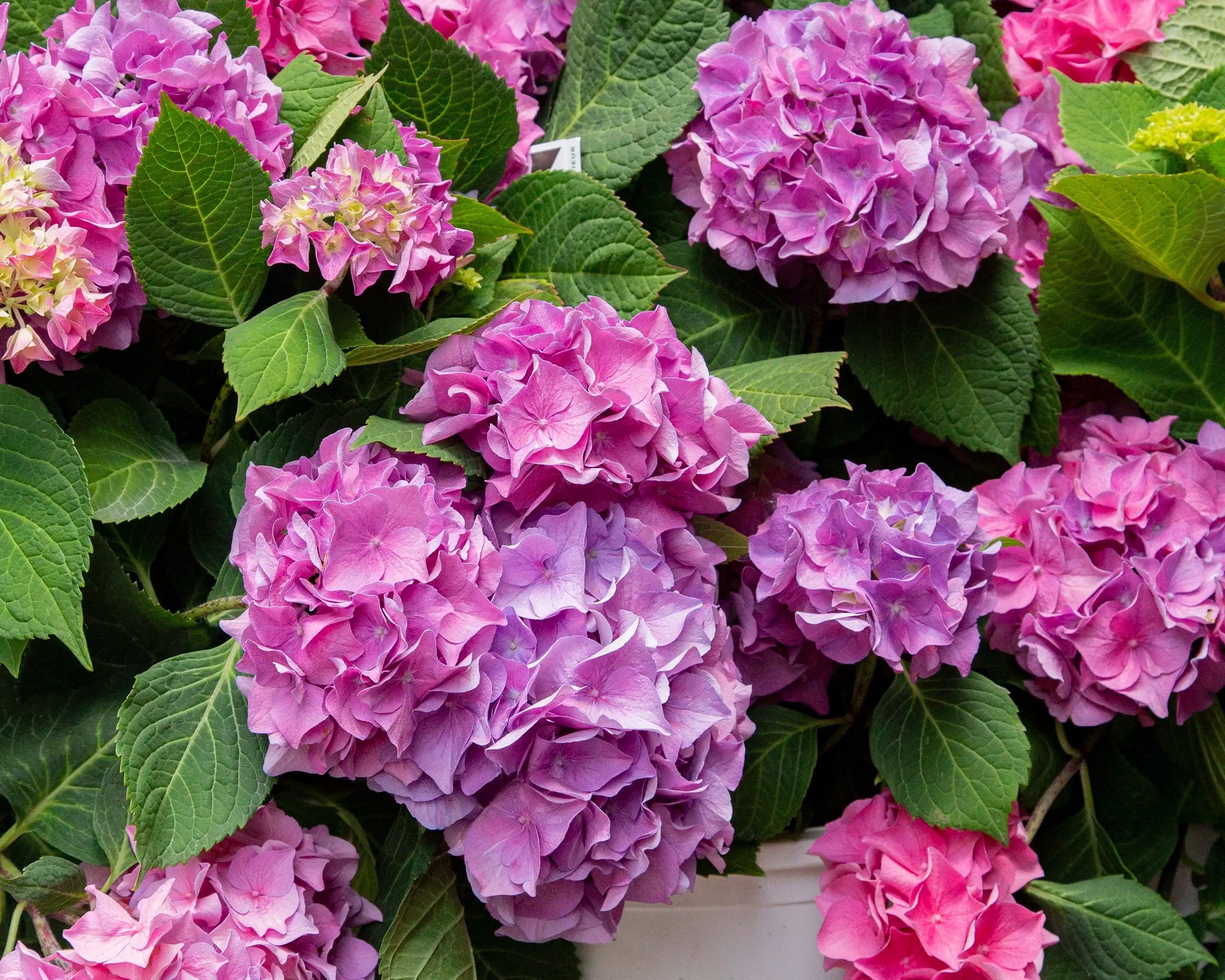 Pinky-purple mophead Hydrangeas in white pot