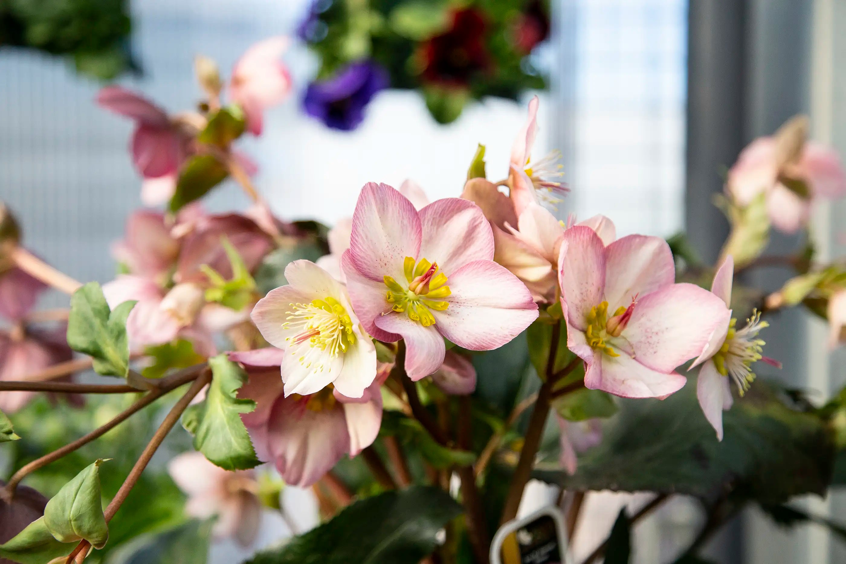 Close-up of pink Hellebores with yellow centre and green leaves with blurry wall of greenhouse in background