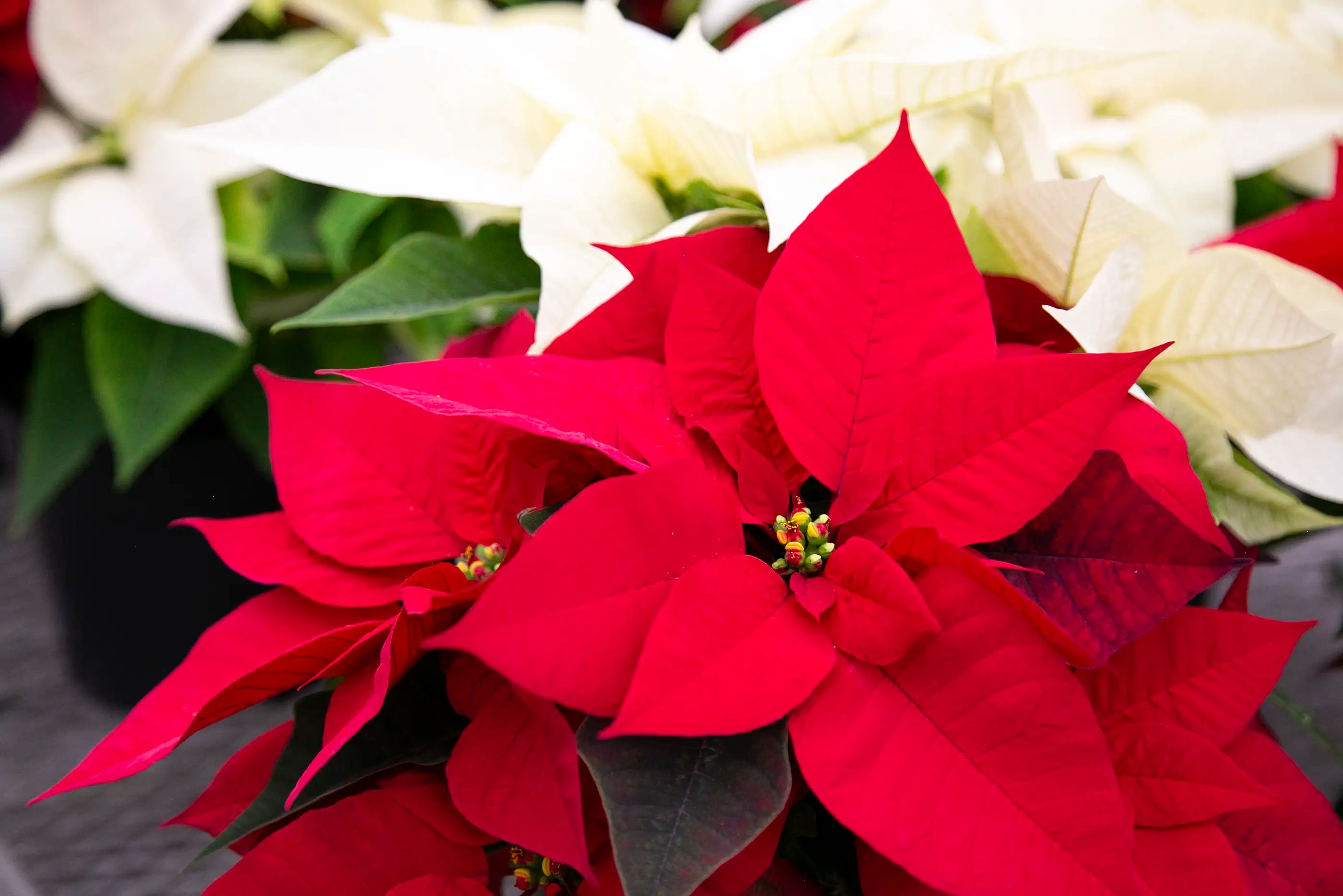 Close-up of red poinsettias on metal greenhouse table with white poinsettias in the background