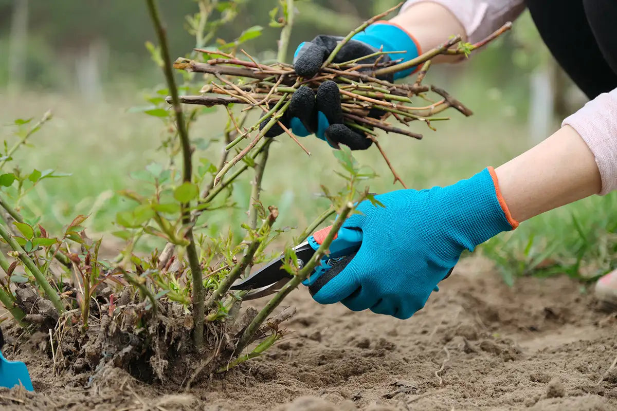 Person pruning a rose with pruners and gloves in a garden setting