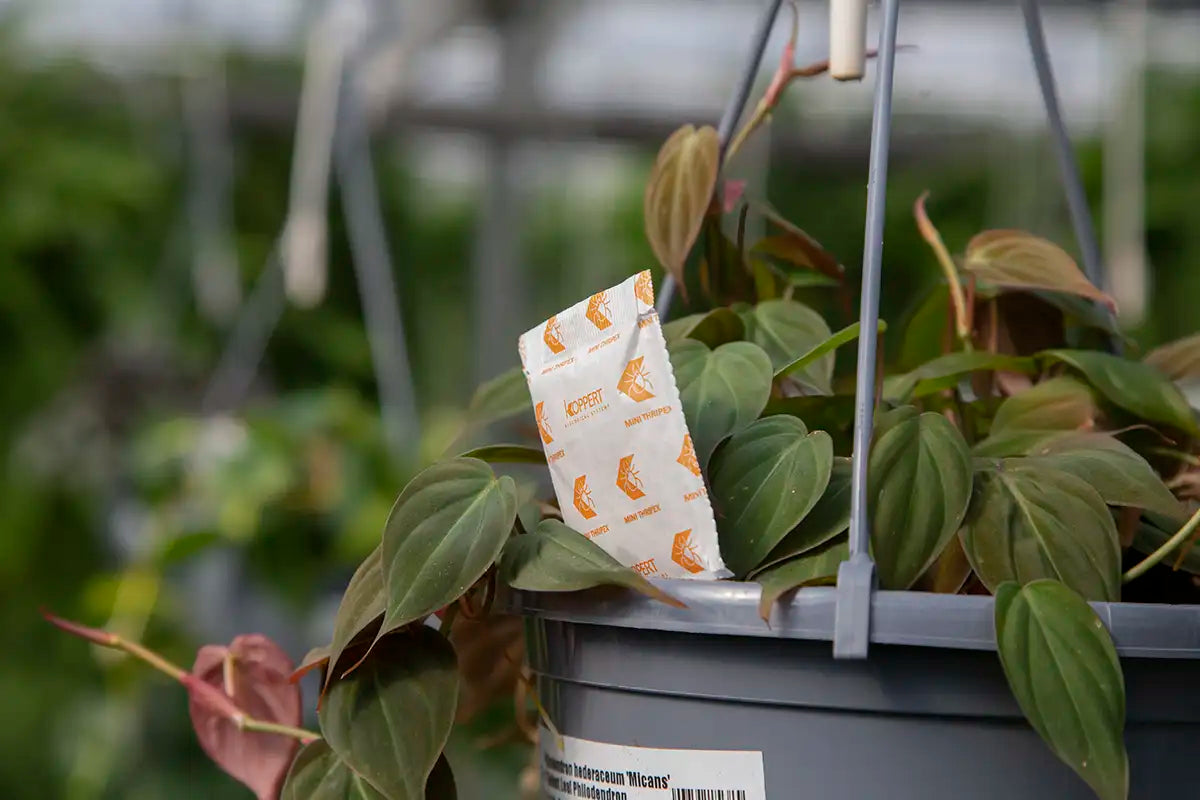 Beneficial insect sachet stuck inside Micans philodendron hanging basket