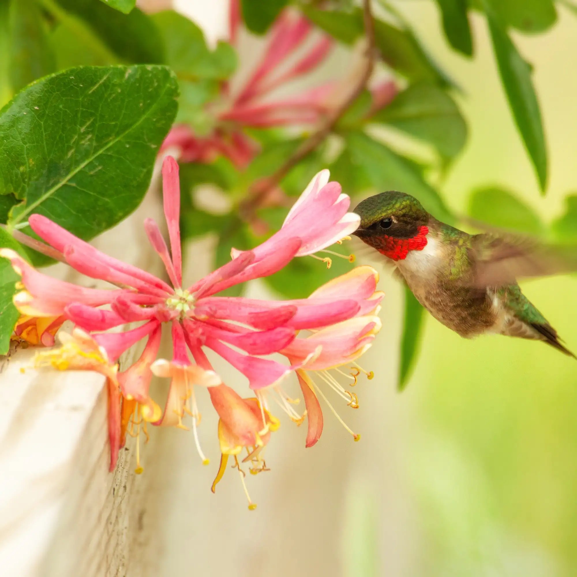 Pink and yellow Goldflame honeysuckle with a ruby throated hummingbird eating from the flowers