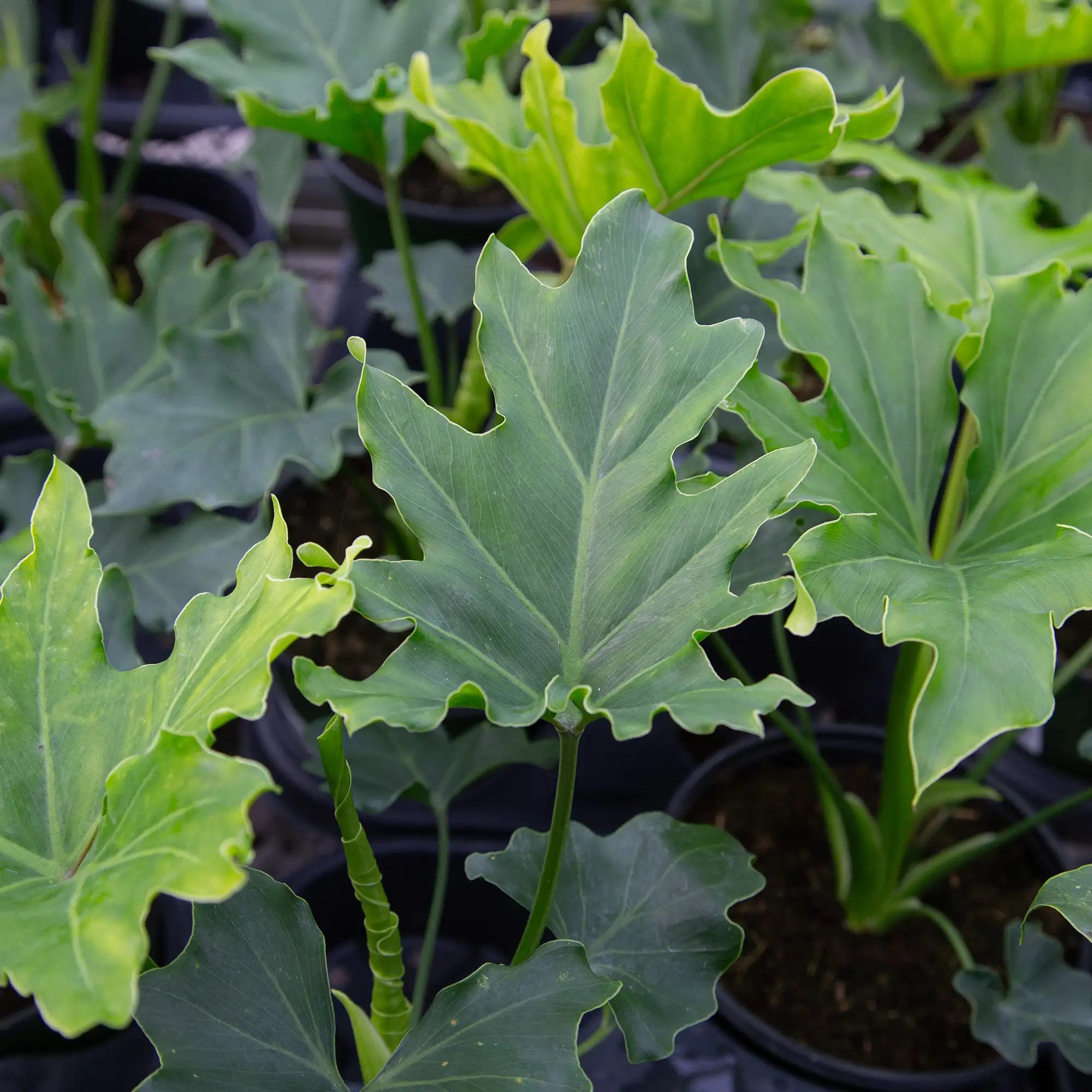 Philodendron 'Hope'