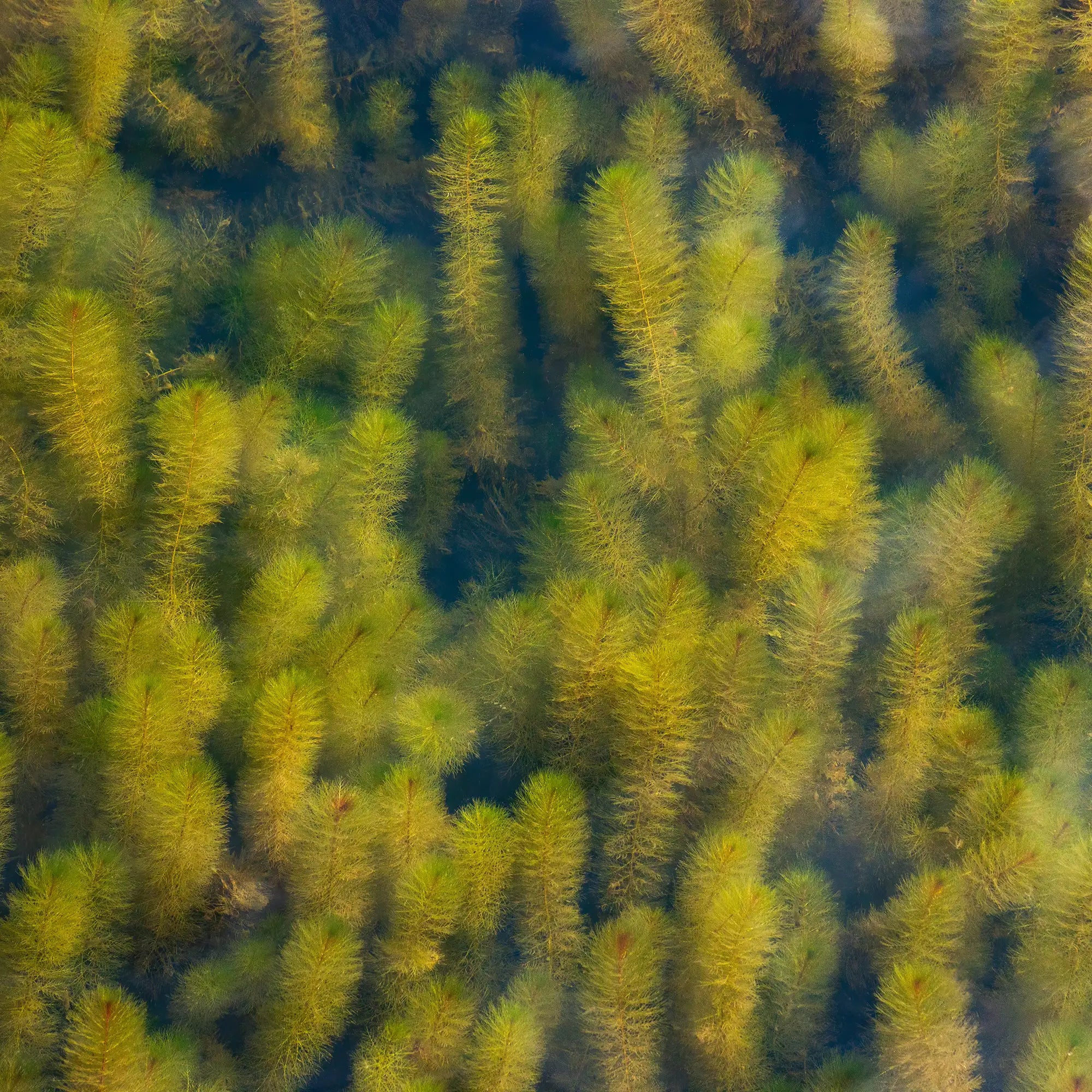 Hornwort growing under water