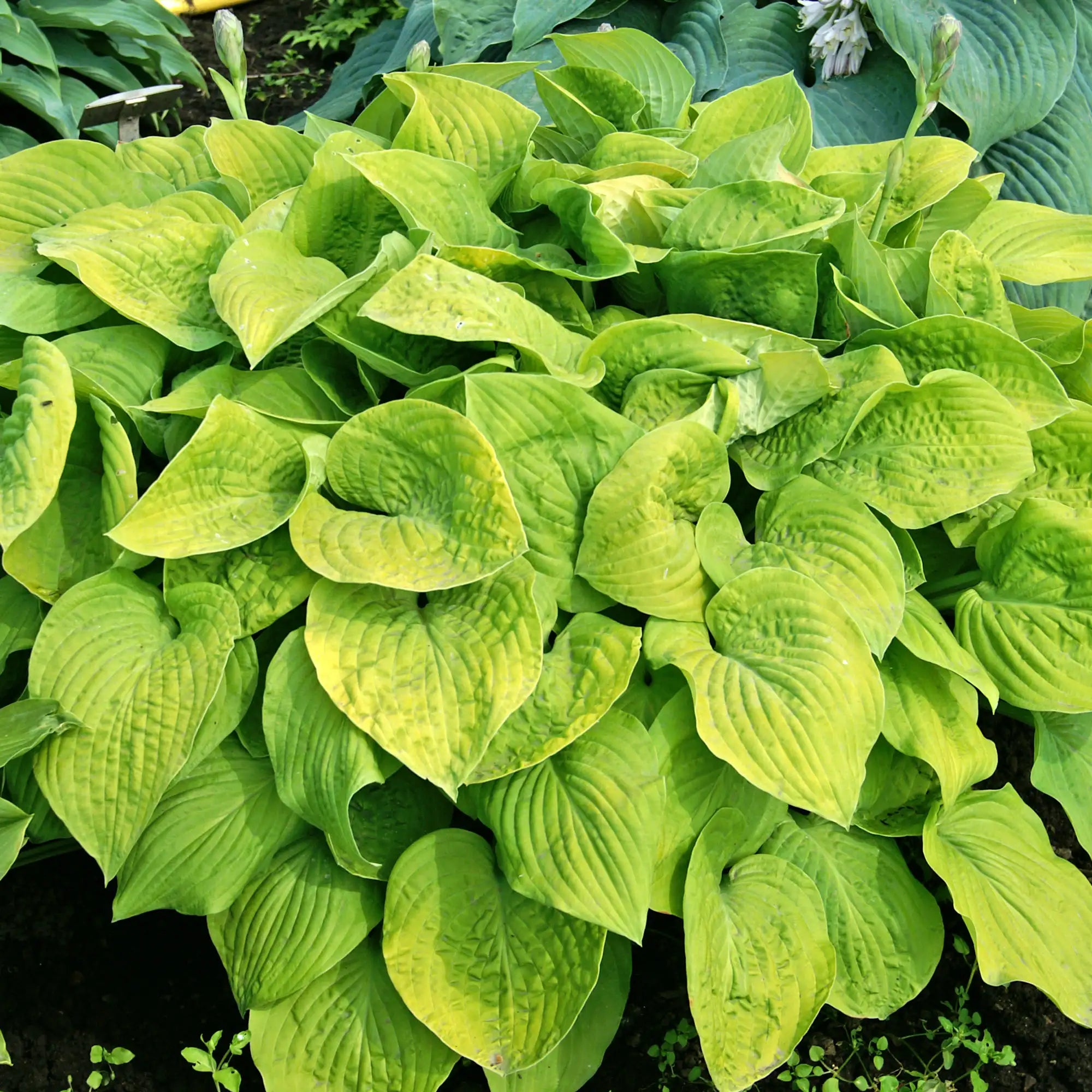 Lime Green Hosta in a garden.