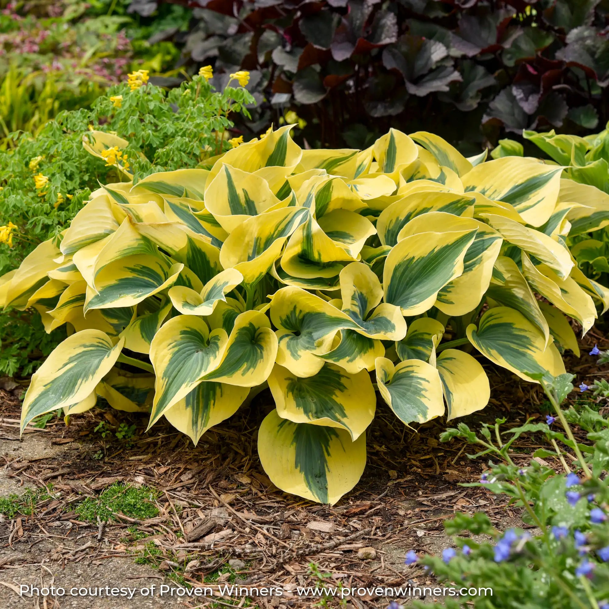 Hosta Shadowland® 'Autumn Frost'