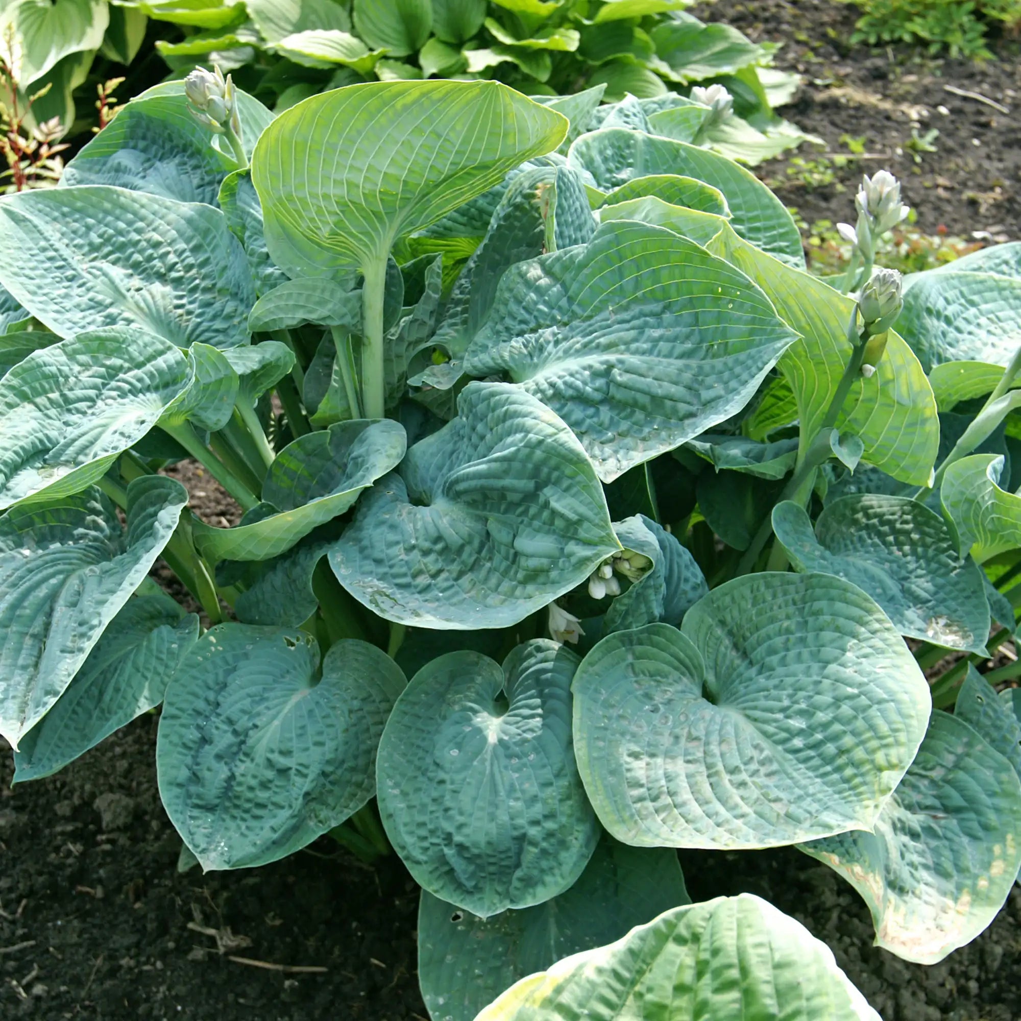 Hosta 'Big Daddy'