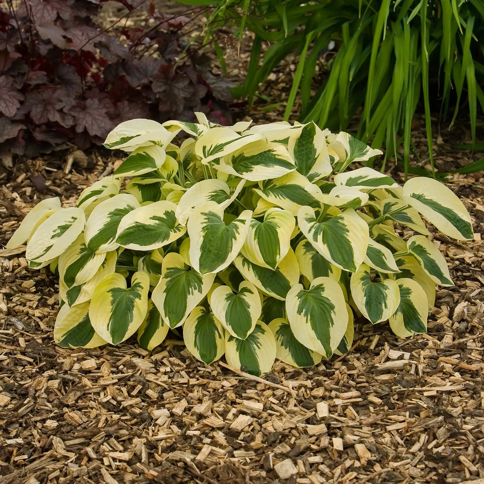 Hosta 'Brim Cup'