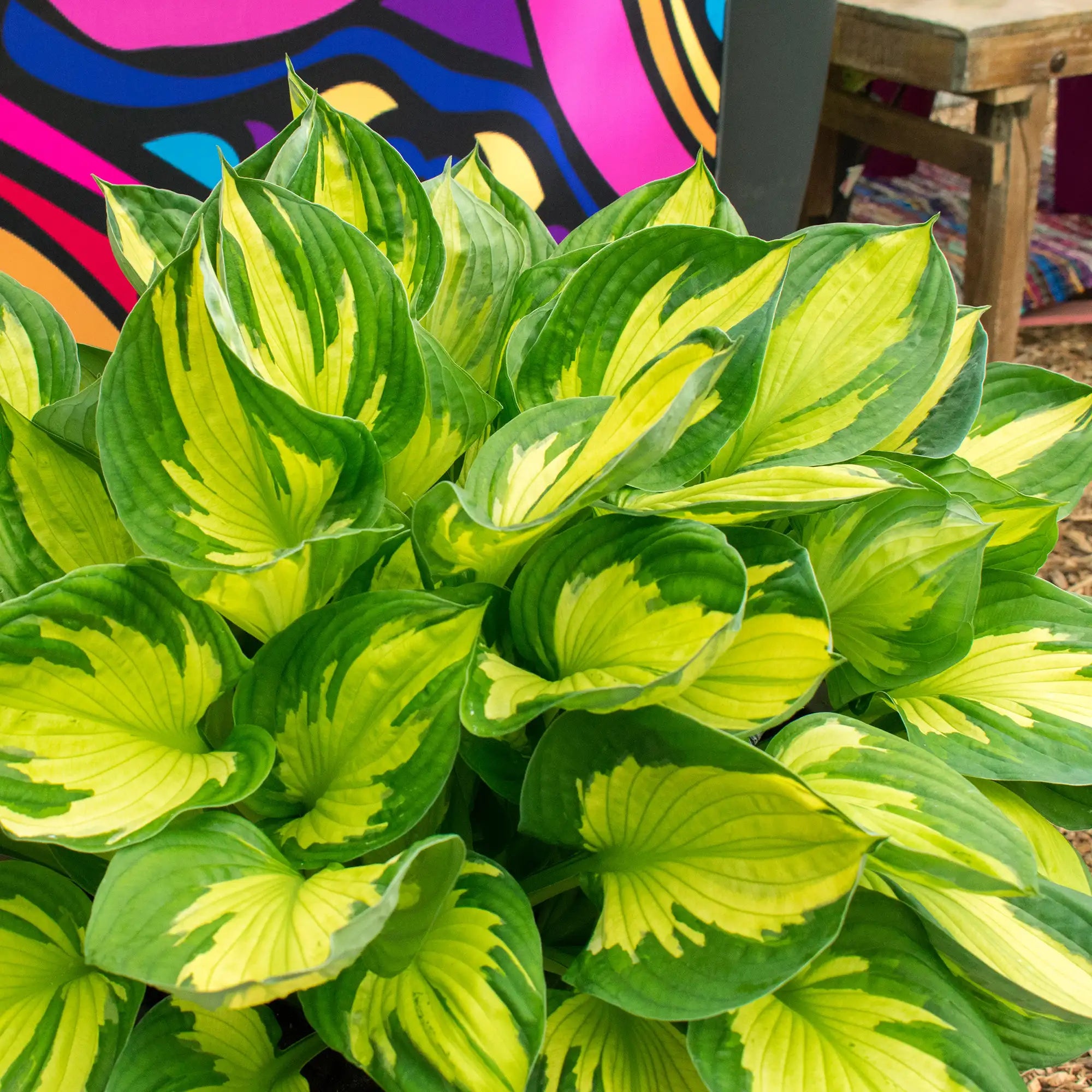 Hosta 'Colored Hulk'