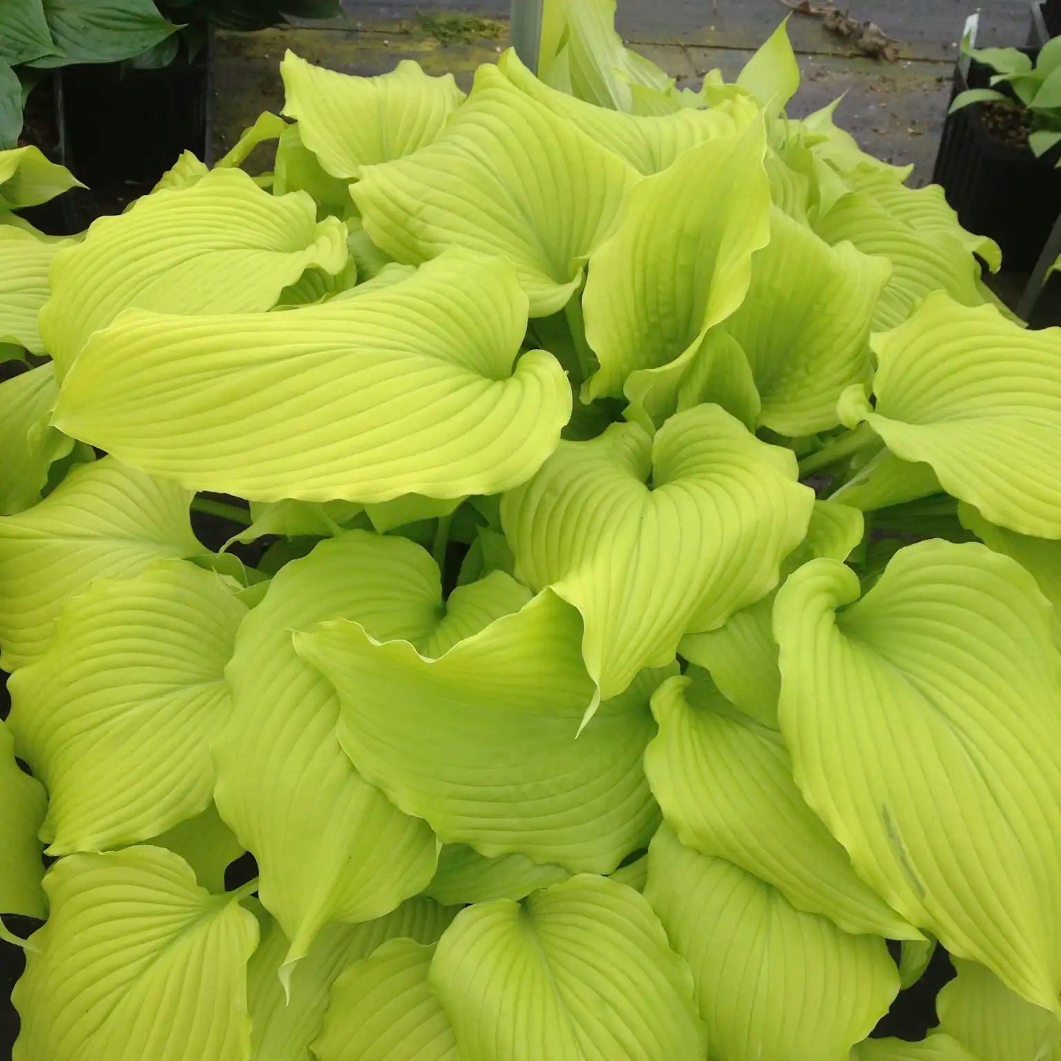 Hosta 'Dancing Queen'
