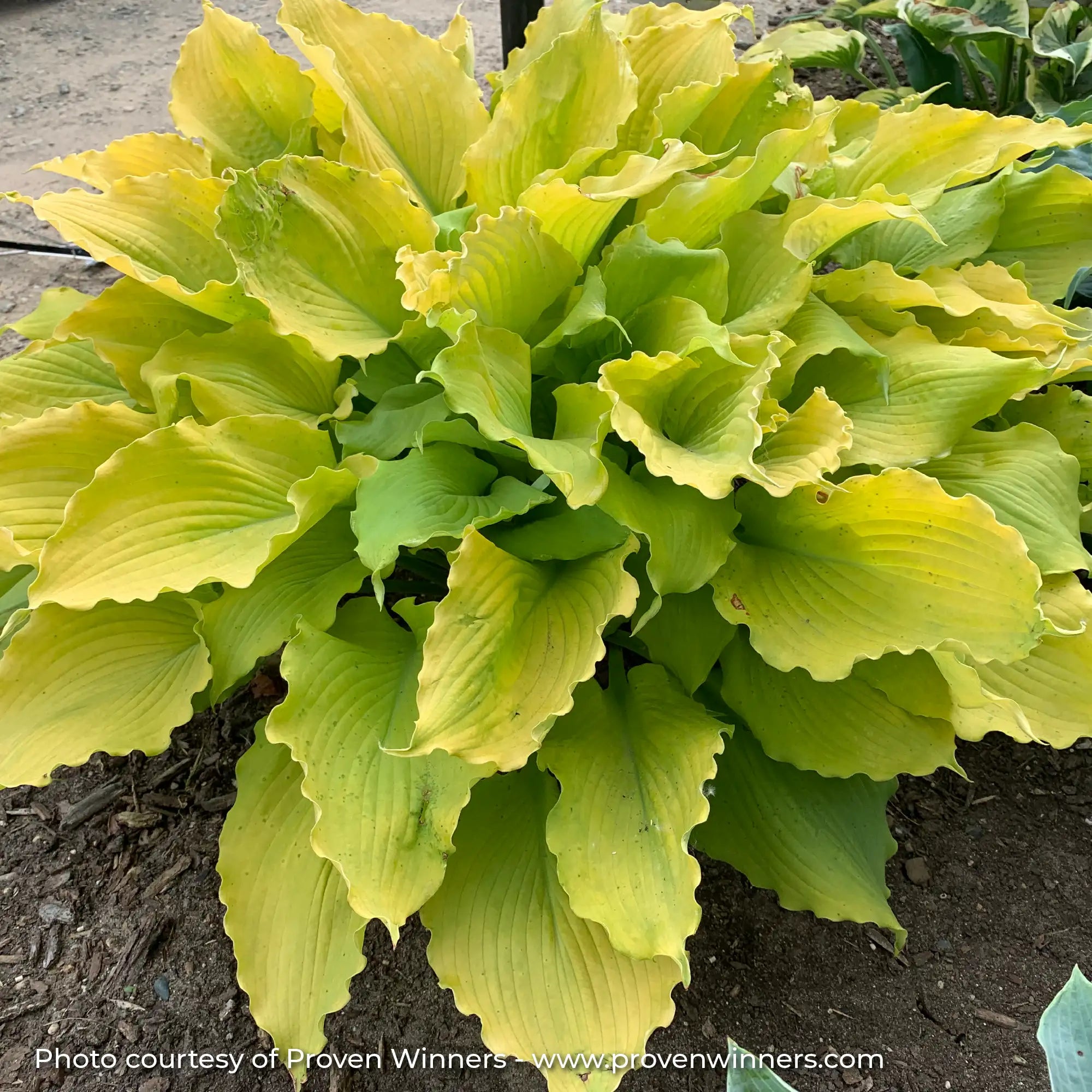 Hosta Shadowland® 'Echo the Sun'