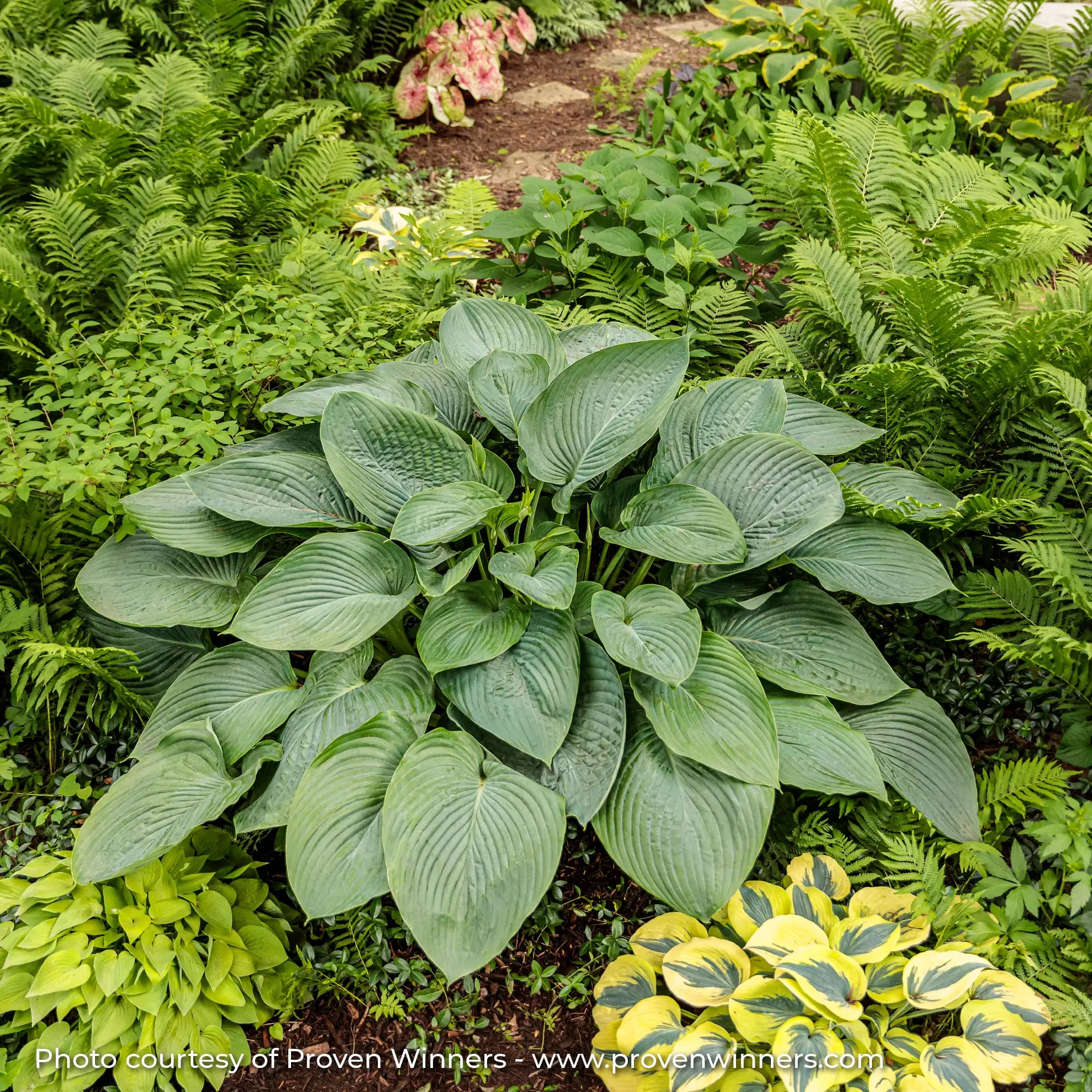 Hosta Shadowland® 'Empress Wu'
