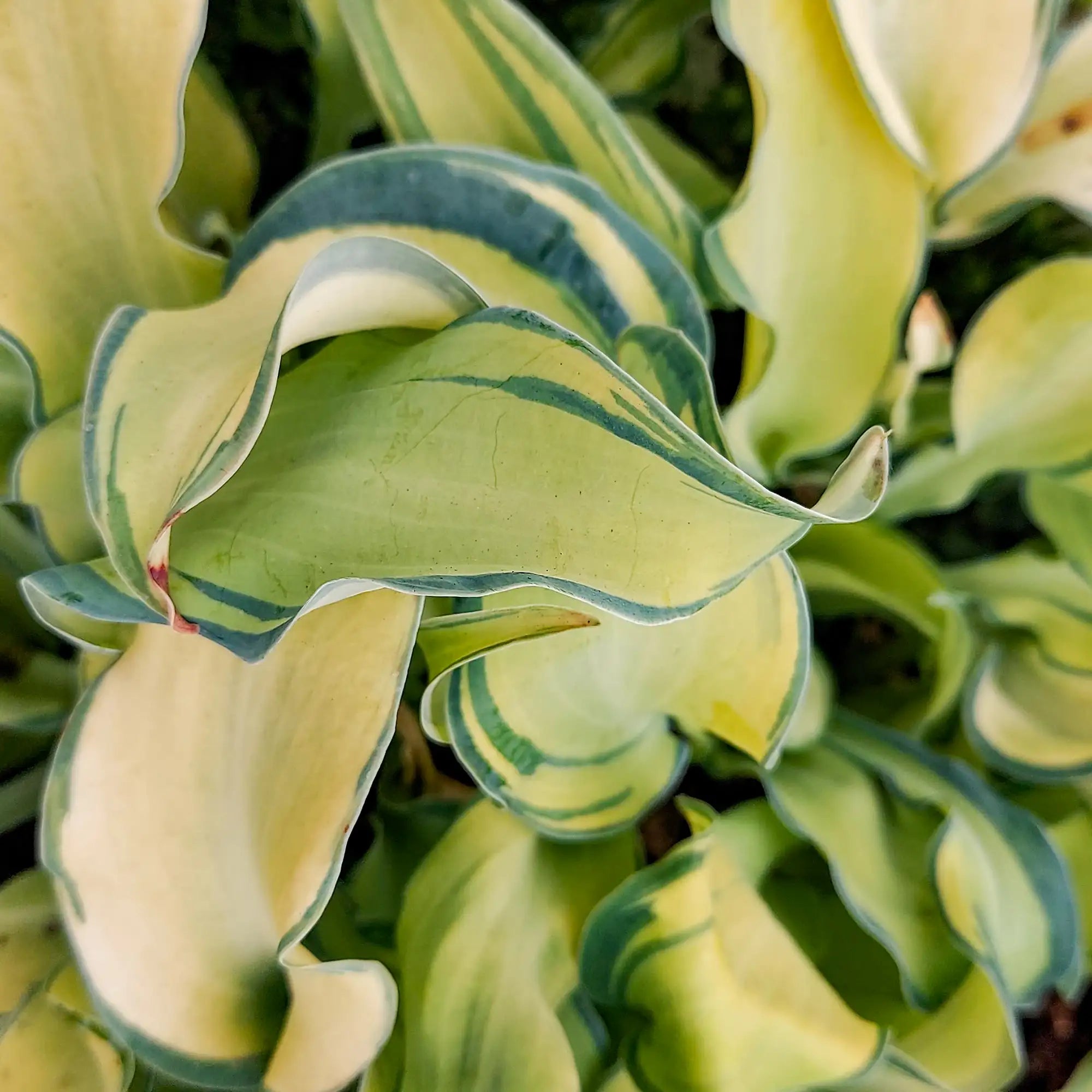 Hosta 'Gravity Rocks'