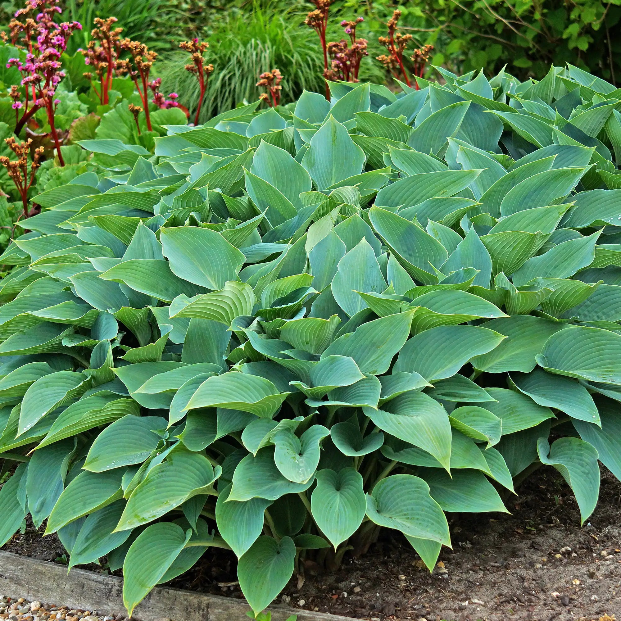 Hosta 'Halcyon'