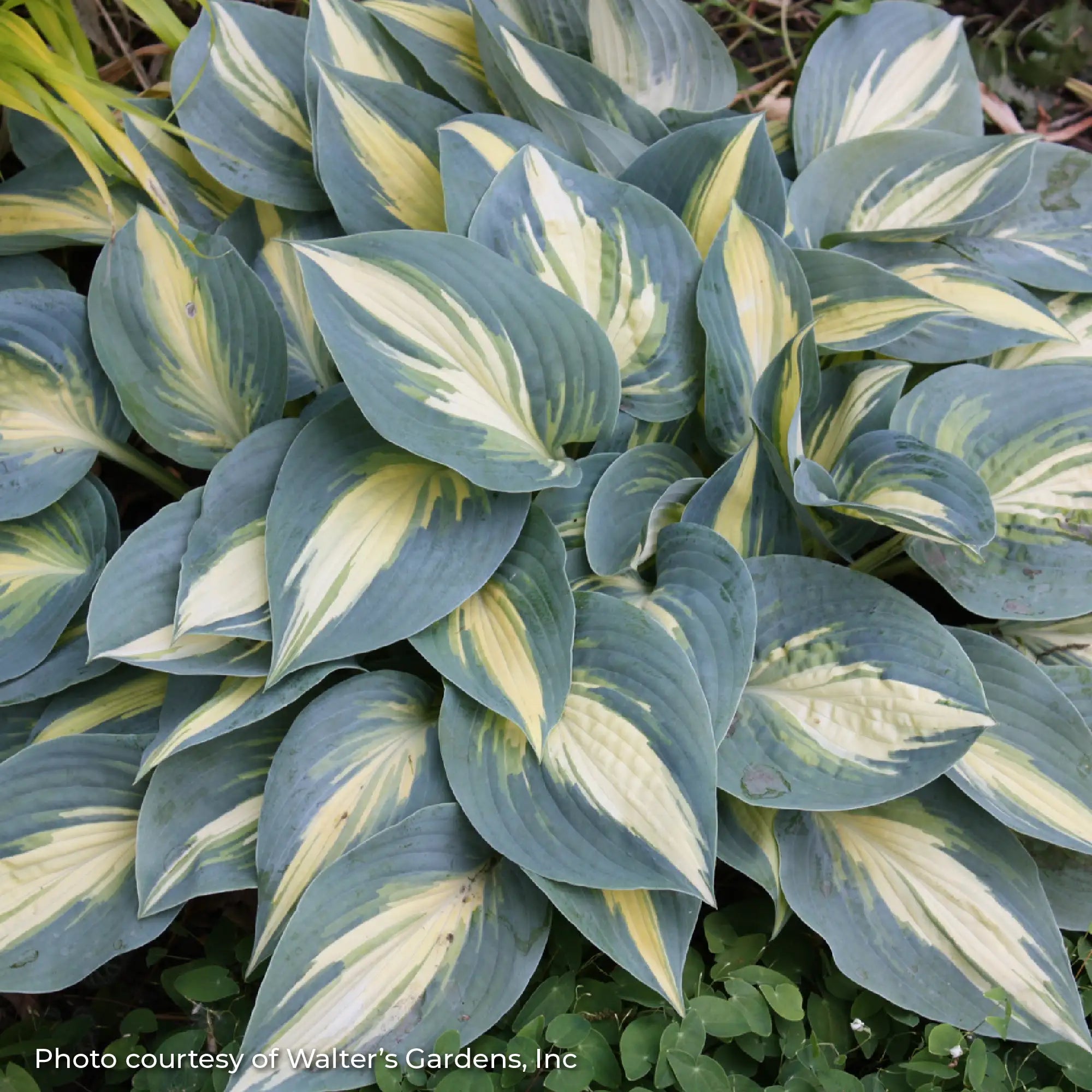 Hosta 'High Society'