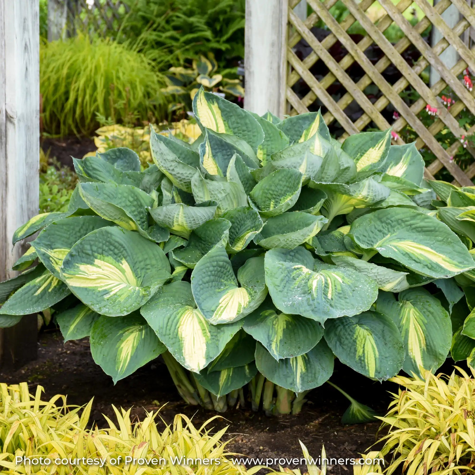Hosta Shadowland® 'Hudson Bay'