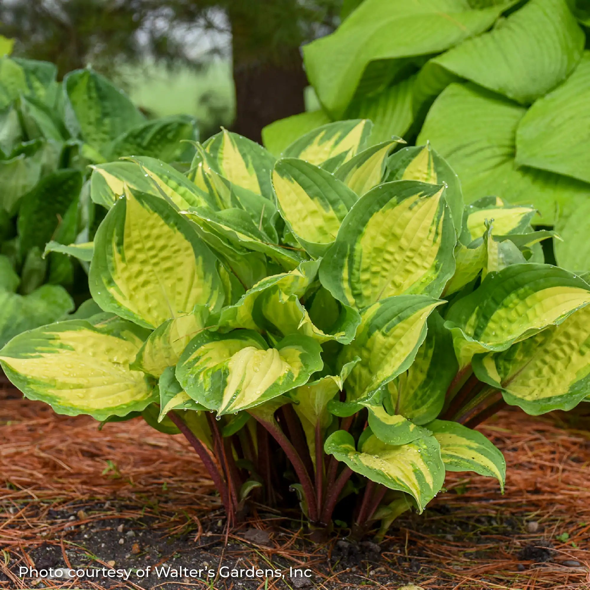 Hosta 'Island Breeze'
