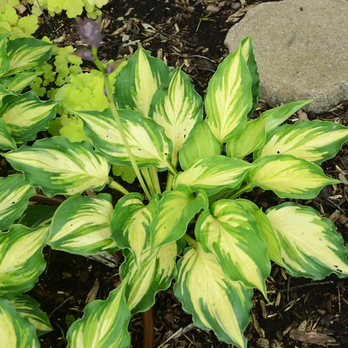 Hosta 'Lakeside Paisley Print'