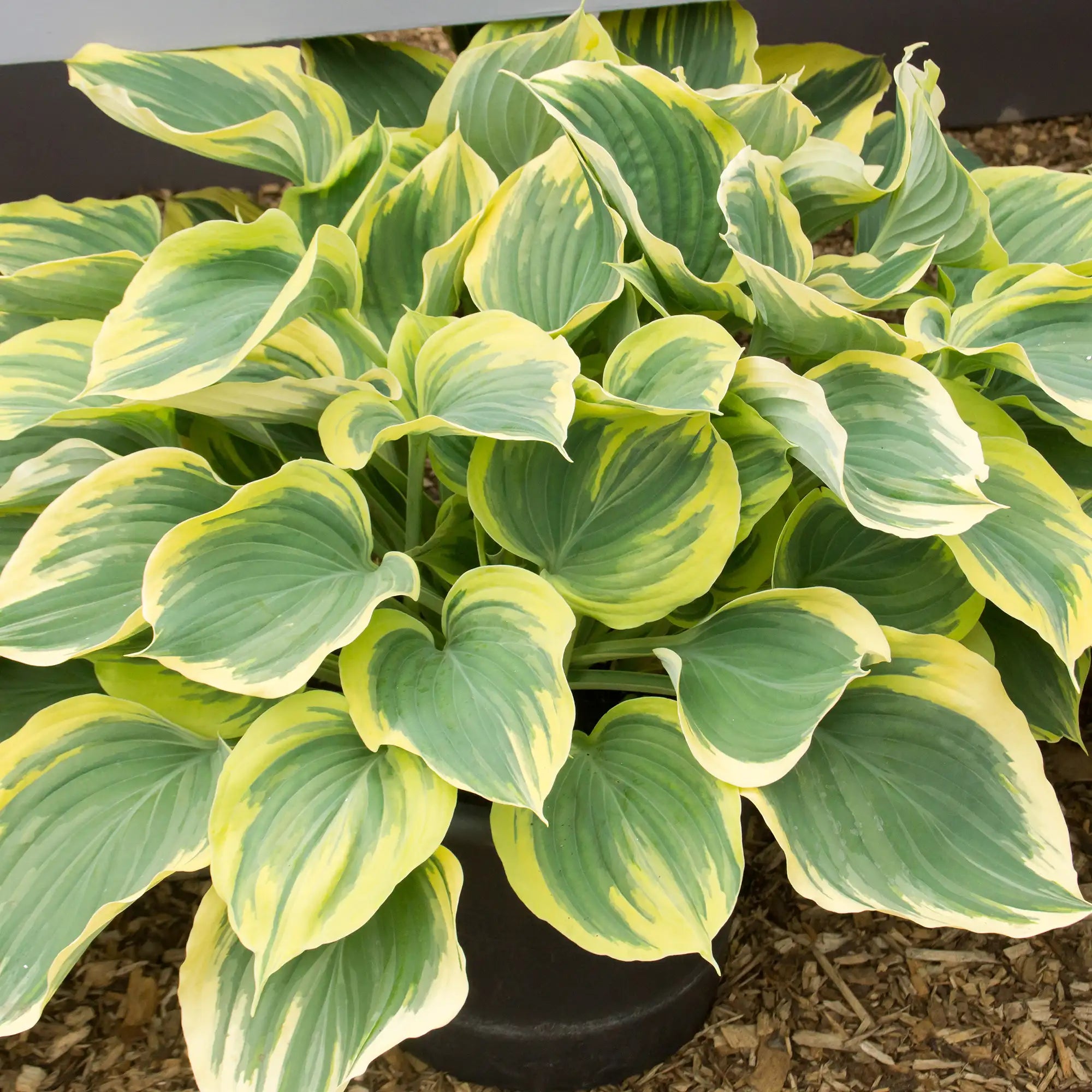 Hosta 'Liberty'