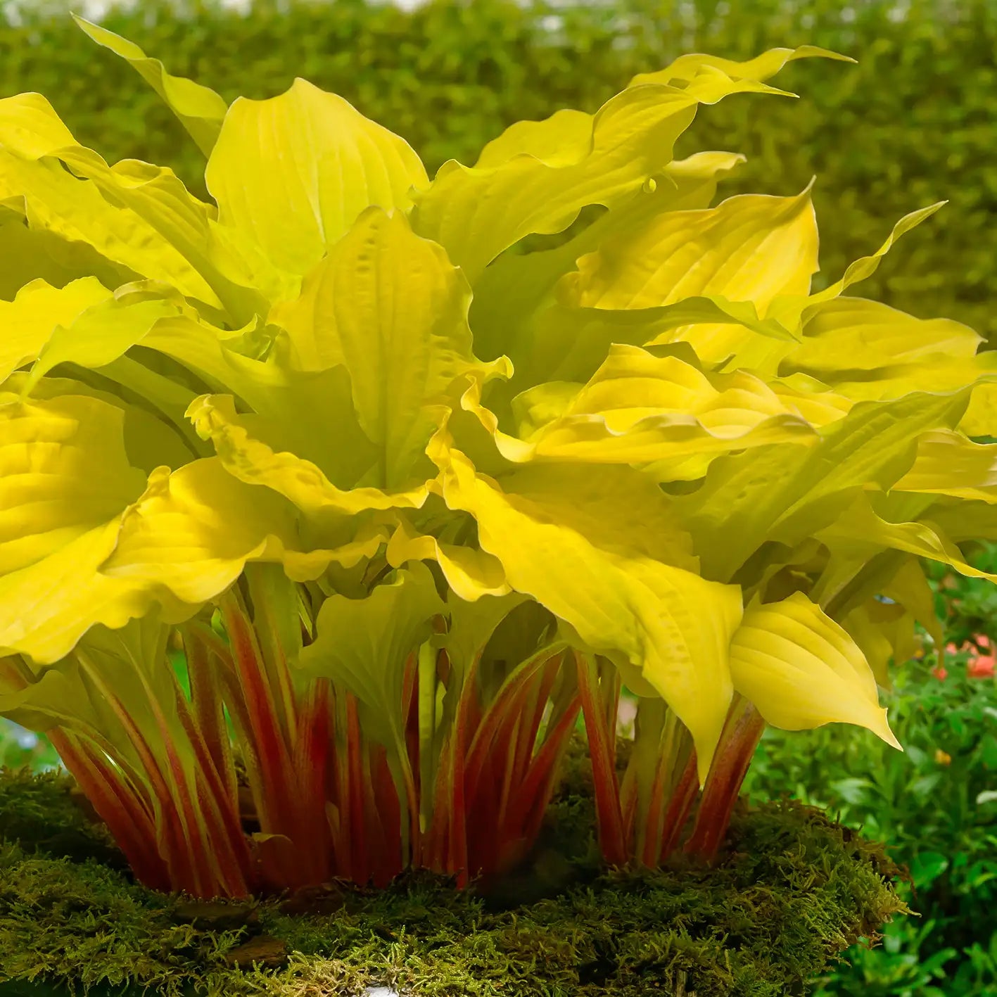 Hosta 'Lipstick Blonde'