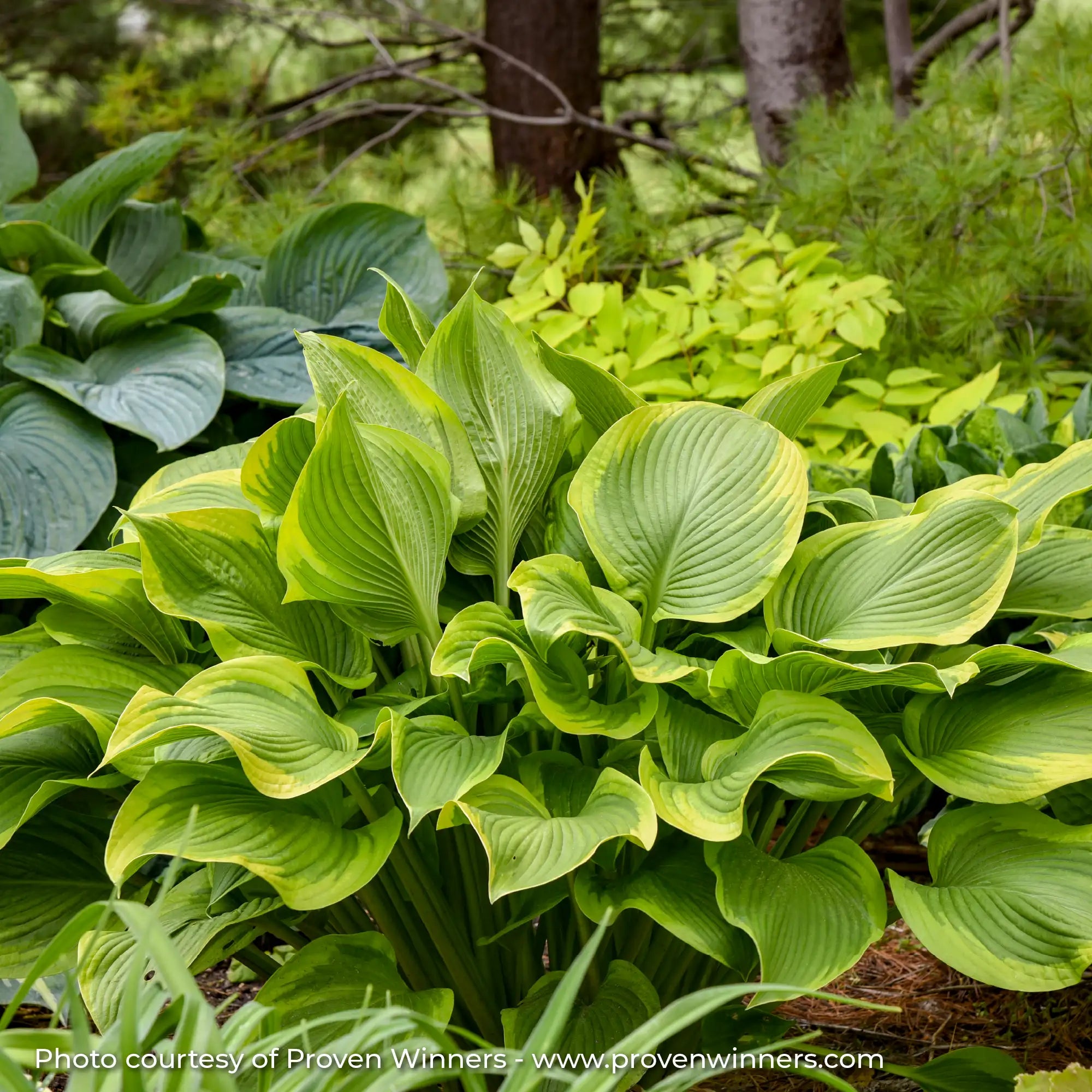 Hosta Shadowland® 'Lone Star'