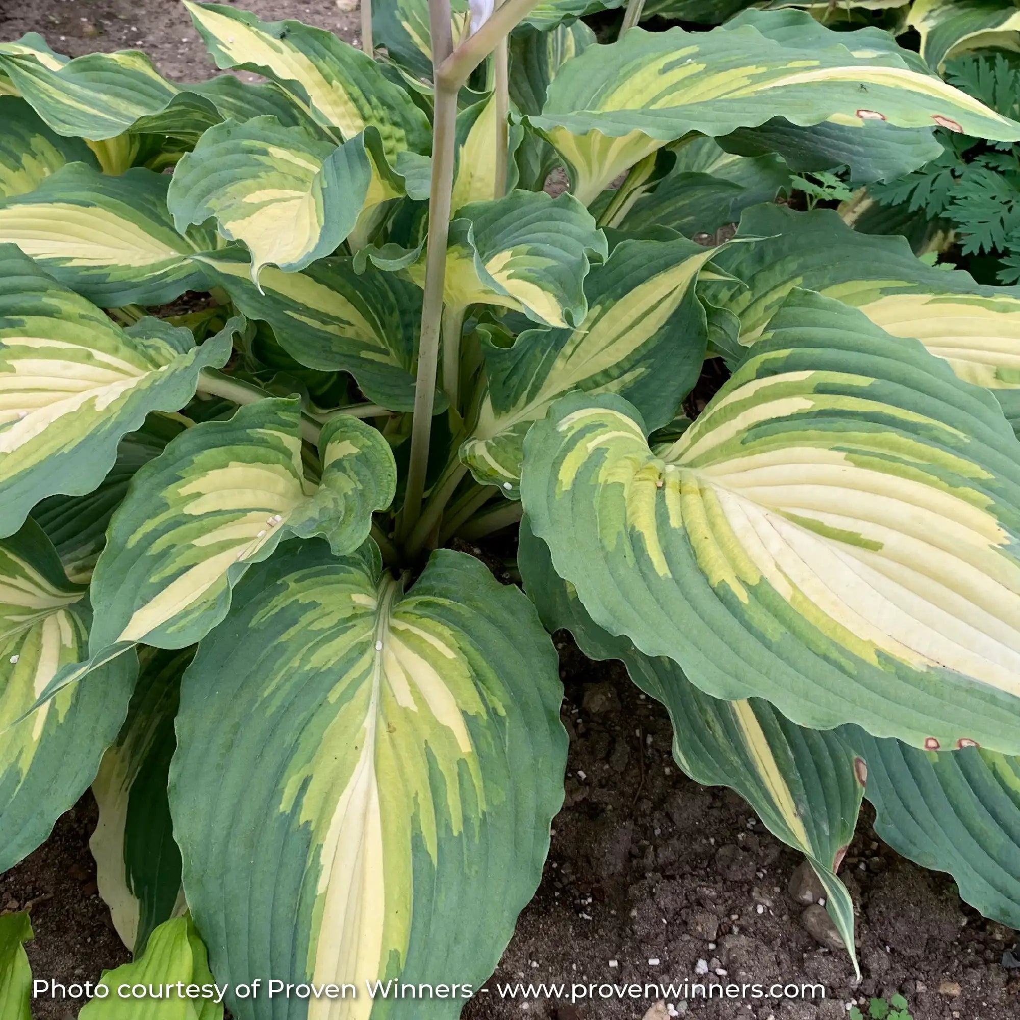 Hosta Shadowland® 'Love Story'